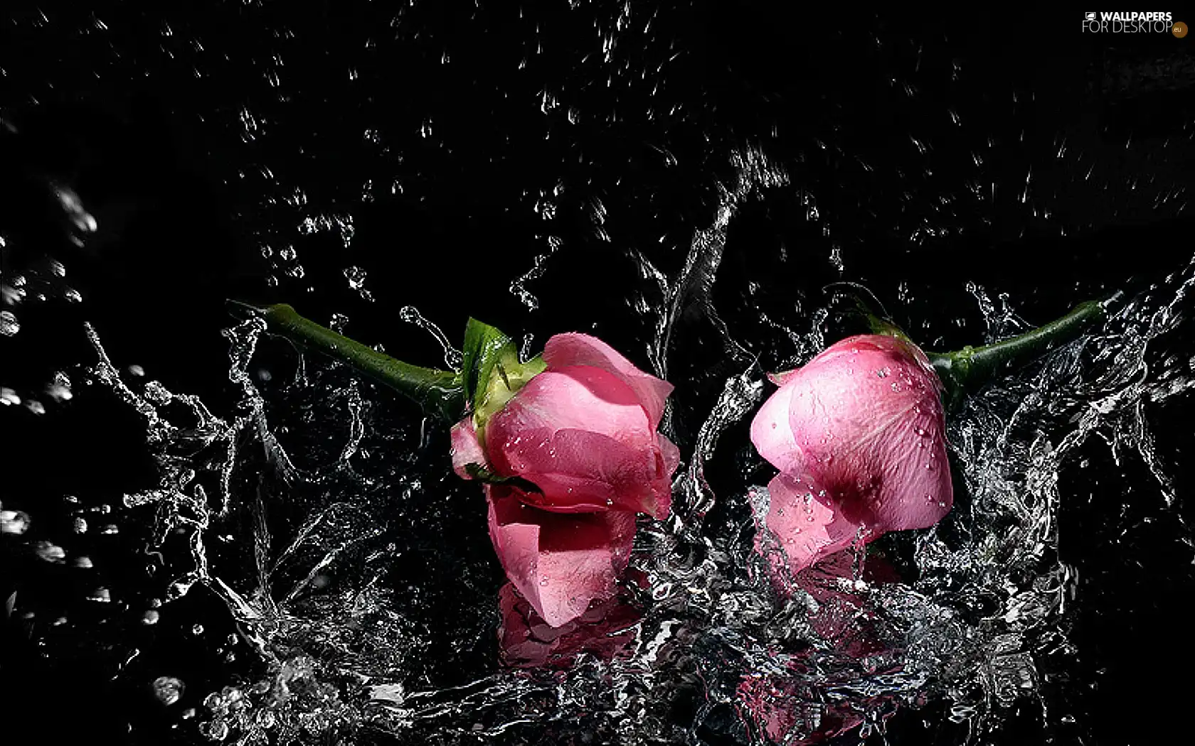 roses, water