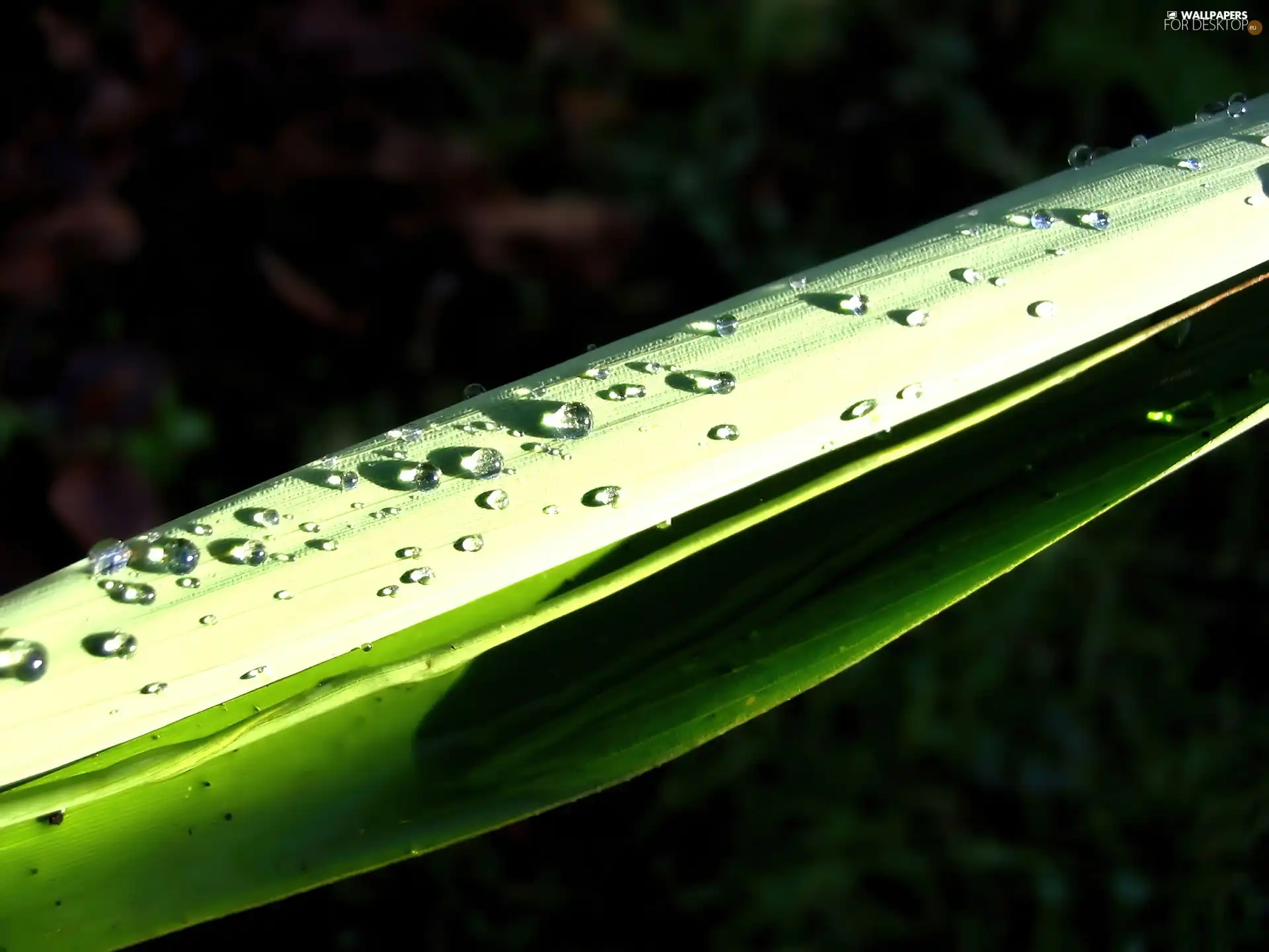 stalk, drops, water, grass