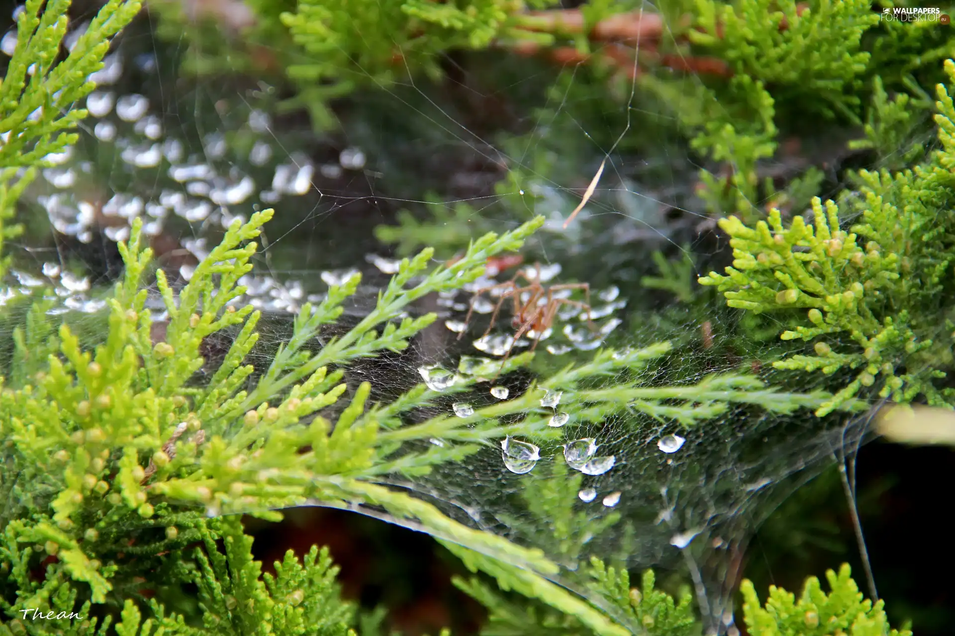 thuja, drops, water, Web