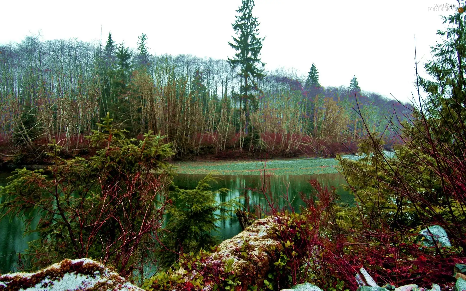 trees, Emerald, water, viewes