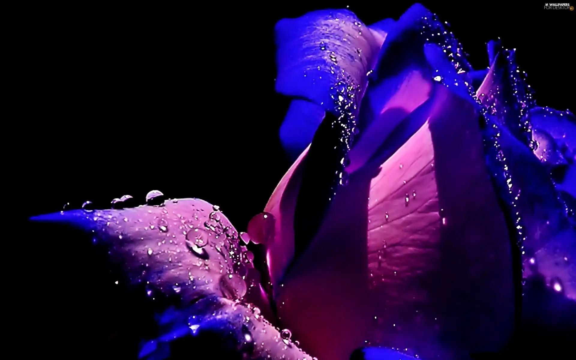 Violet, drops, water, rose