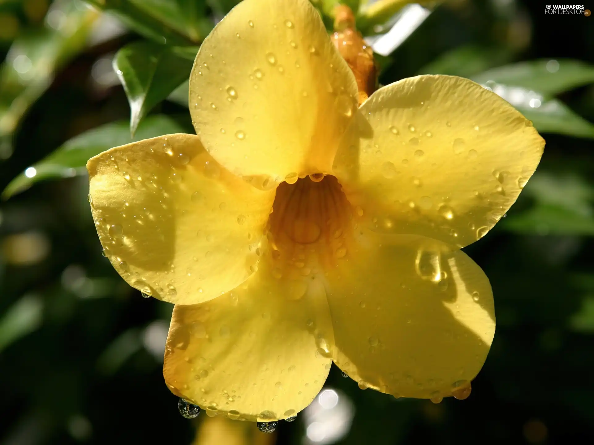 Yellow, drops, water, flower