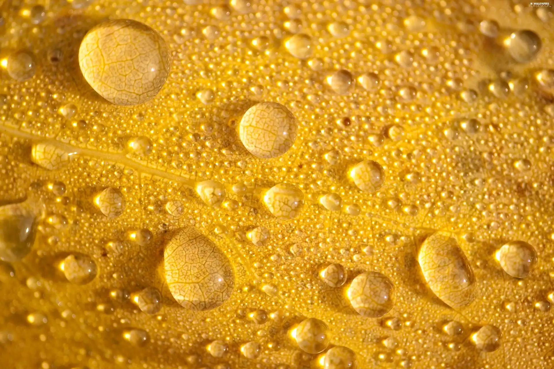 Yellow, drops, water, leaf