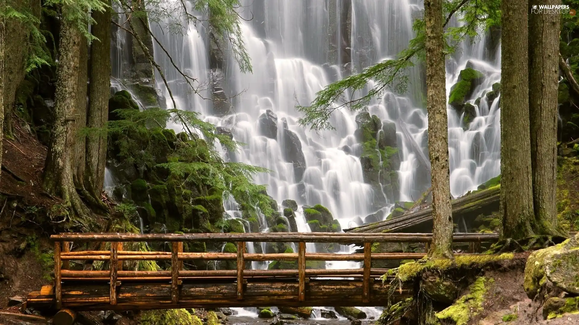 waterfall, forest, bridges