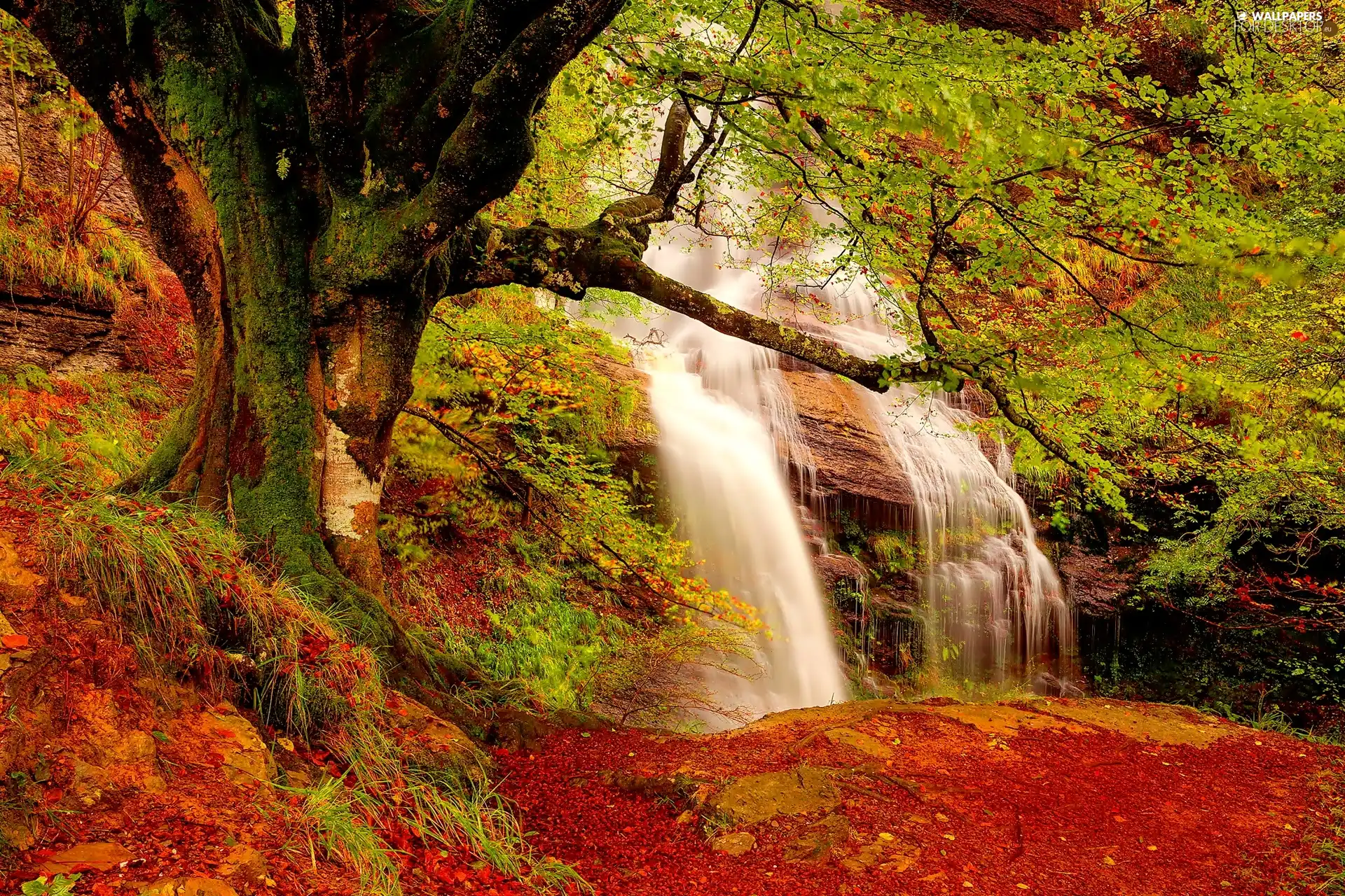 waterfall, autumn, forest