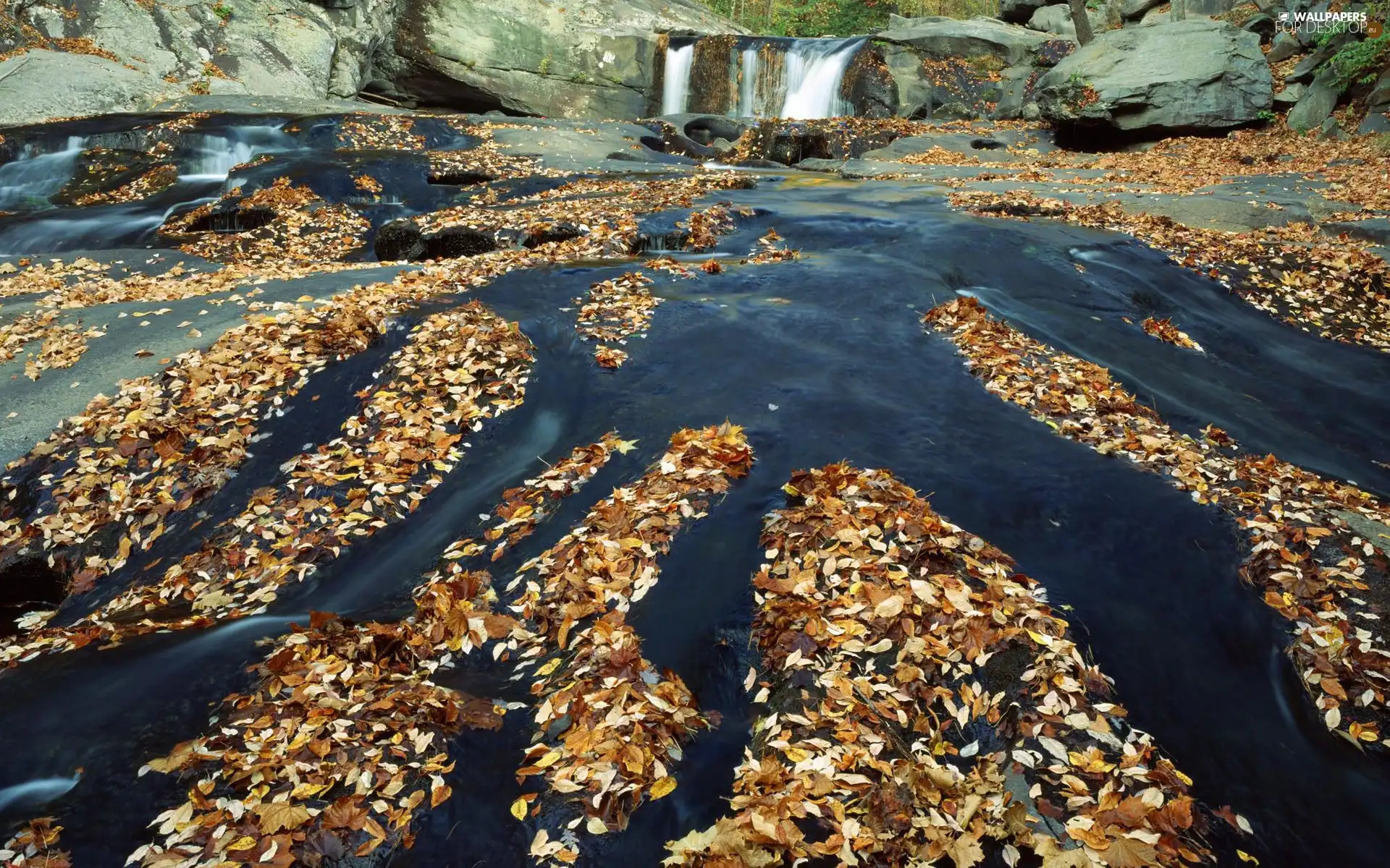 waterfall, River, Leaf