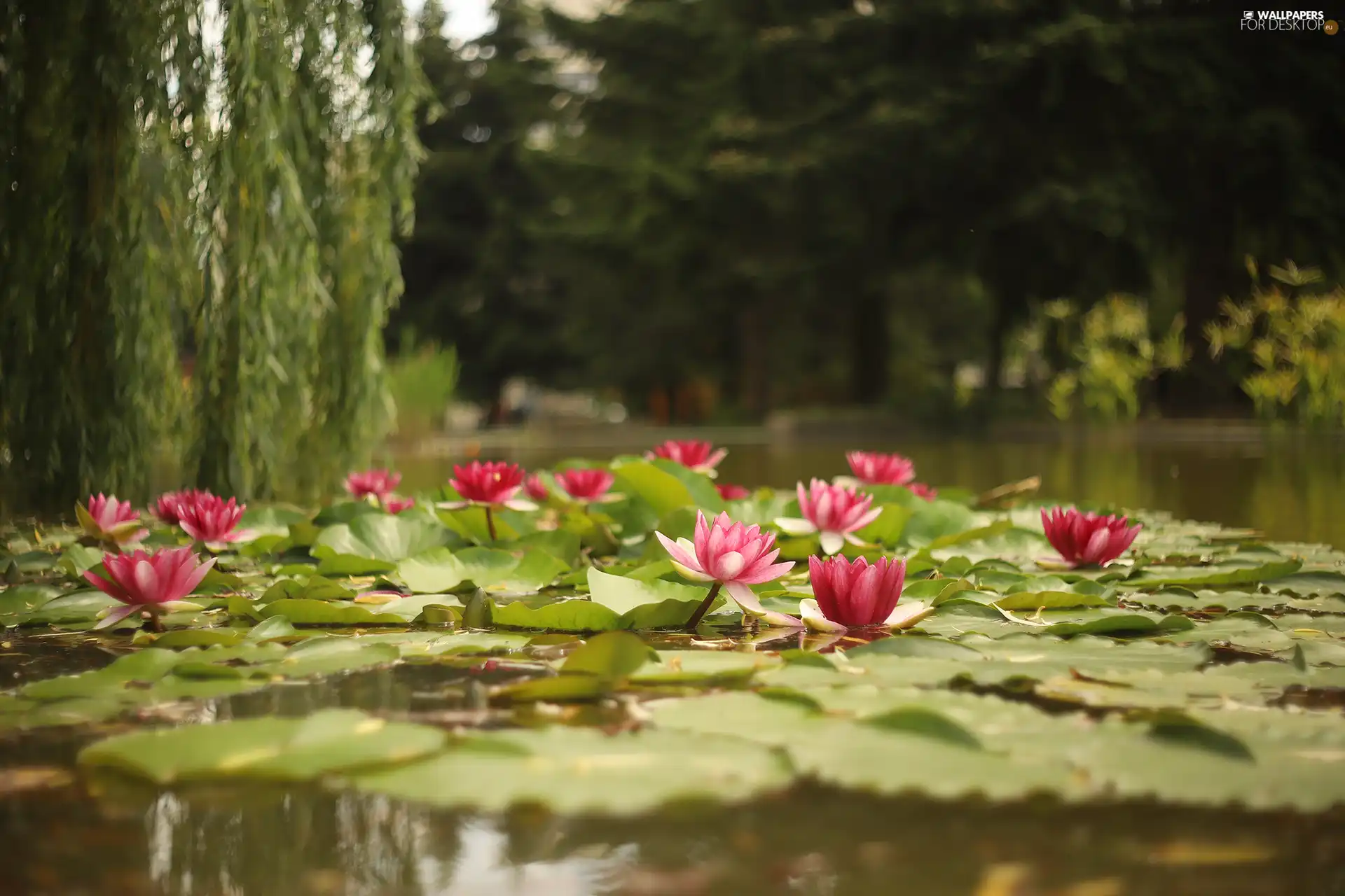 Flowers, Leaf, Nenufary, Waterlily, Water lilies
