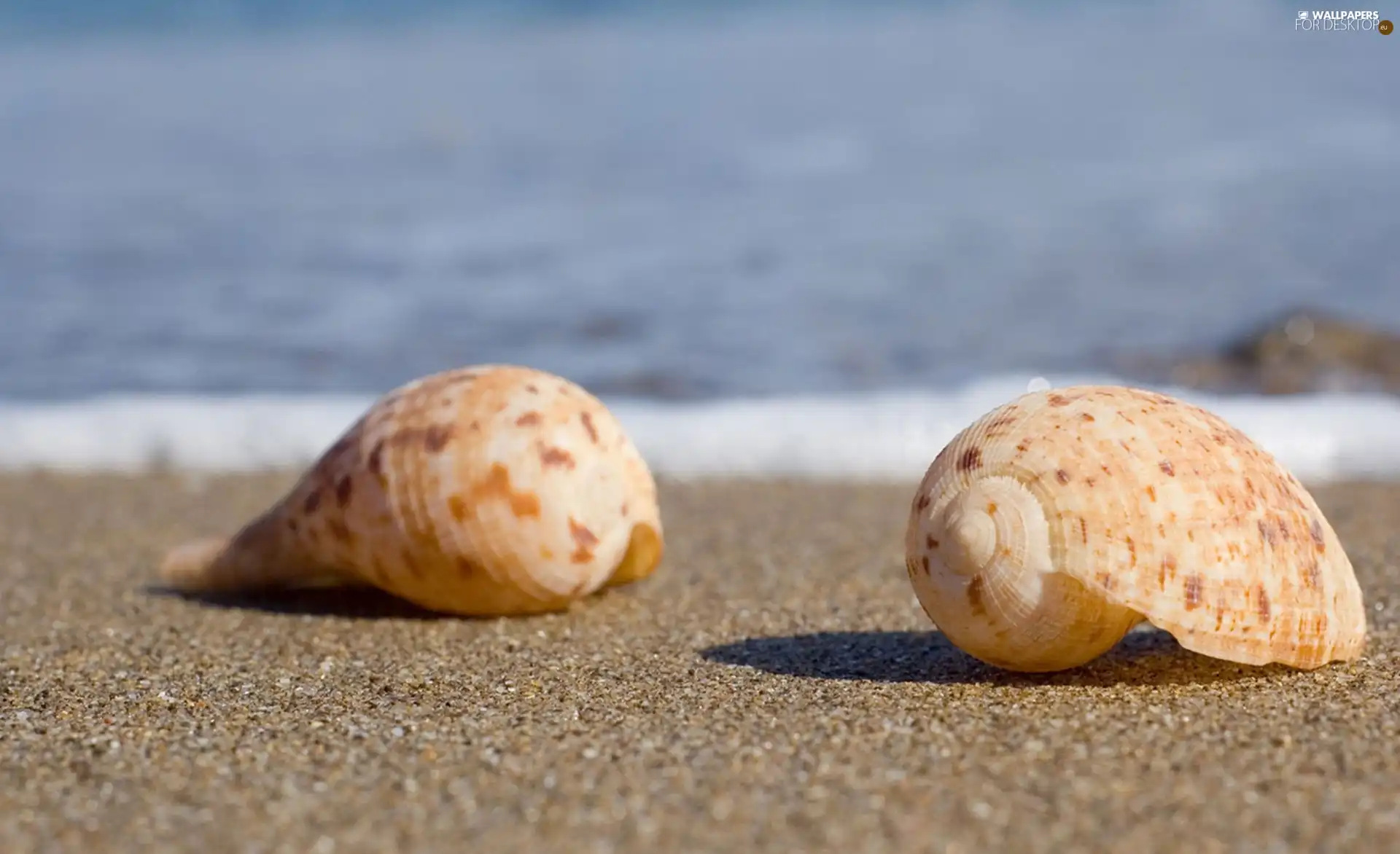 Waves, sea, Sand, Beaches, Shells