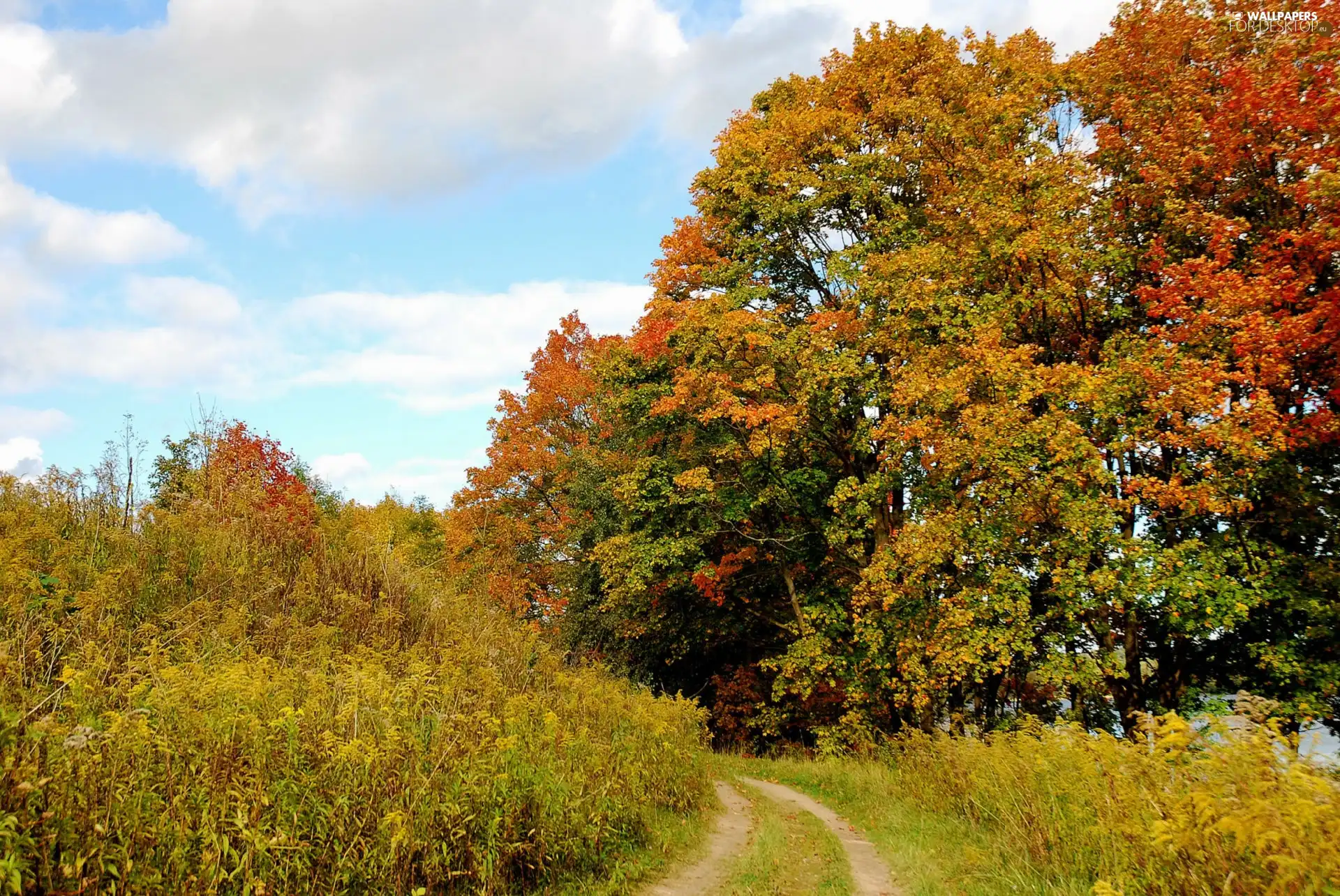 autumn, viewes, Way, trees