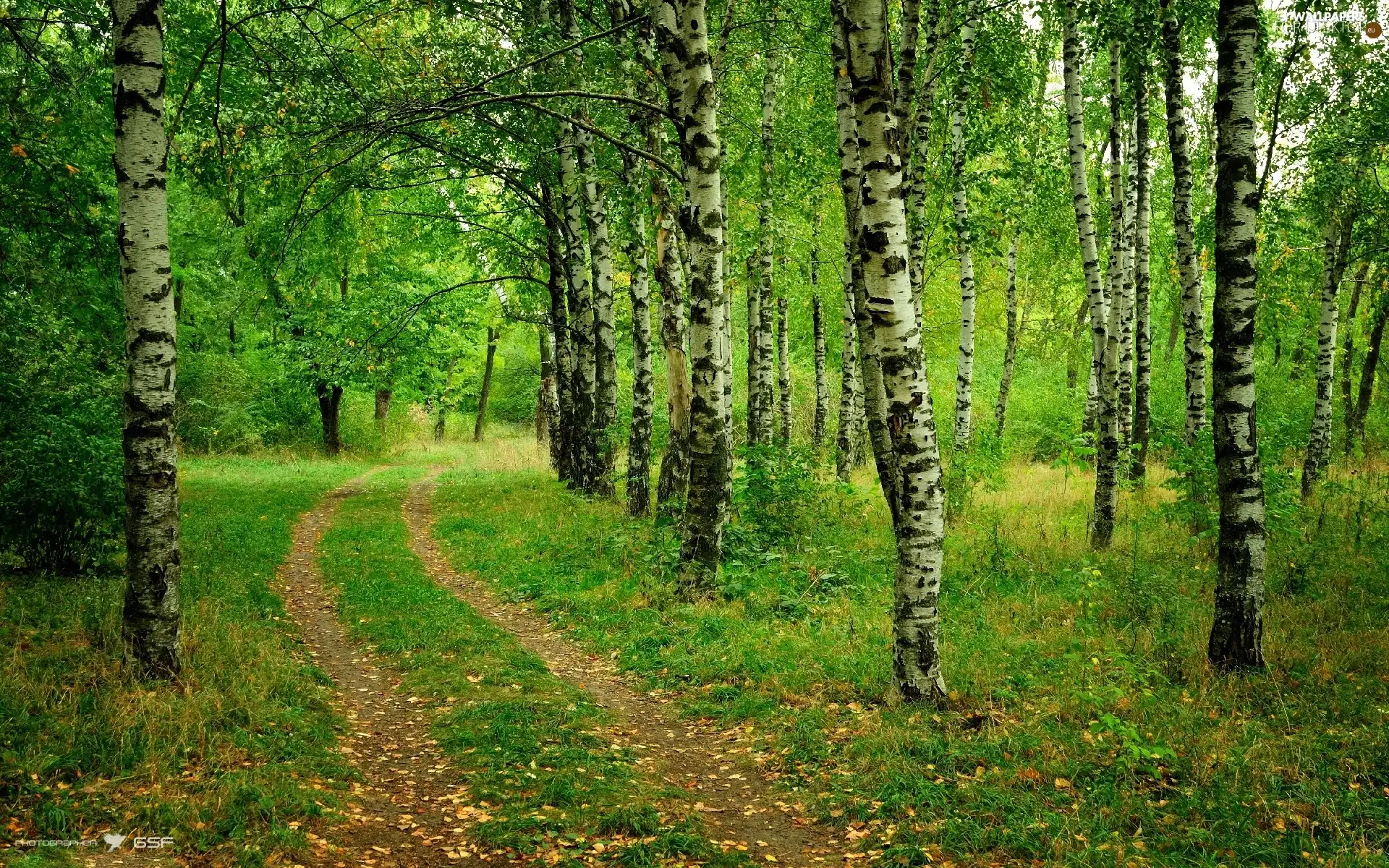 Way, forest, birch