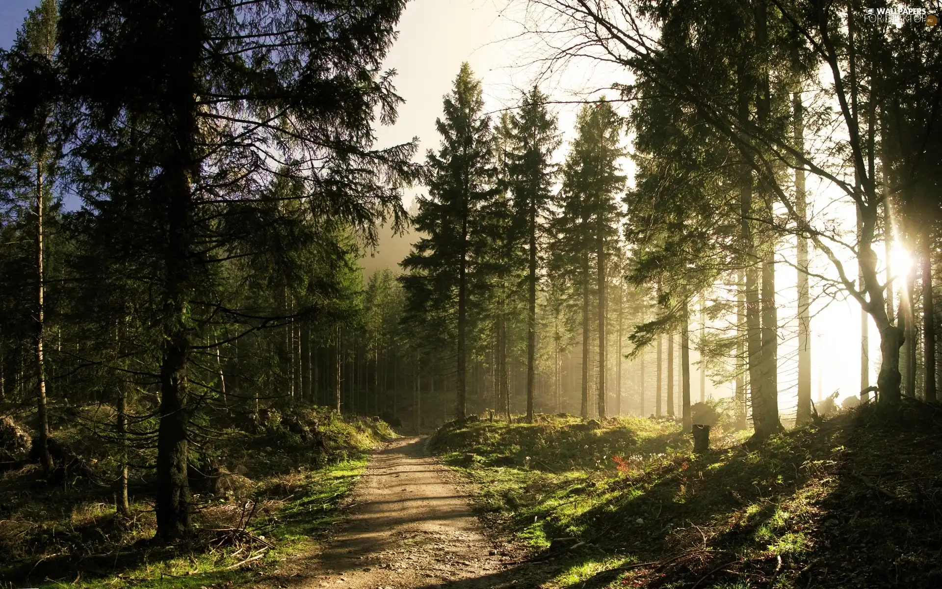 forest, sun, Way, rays