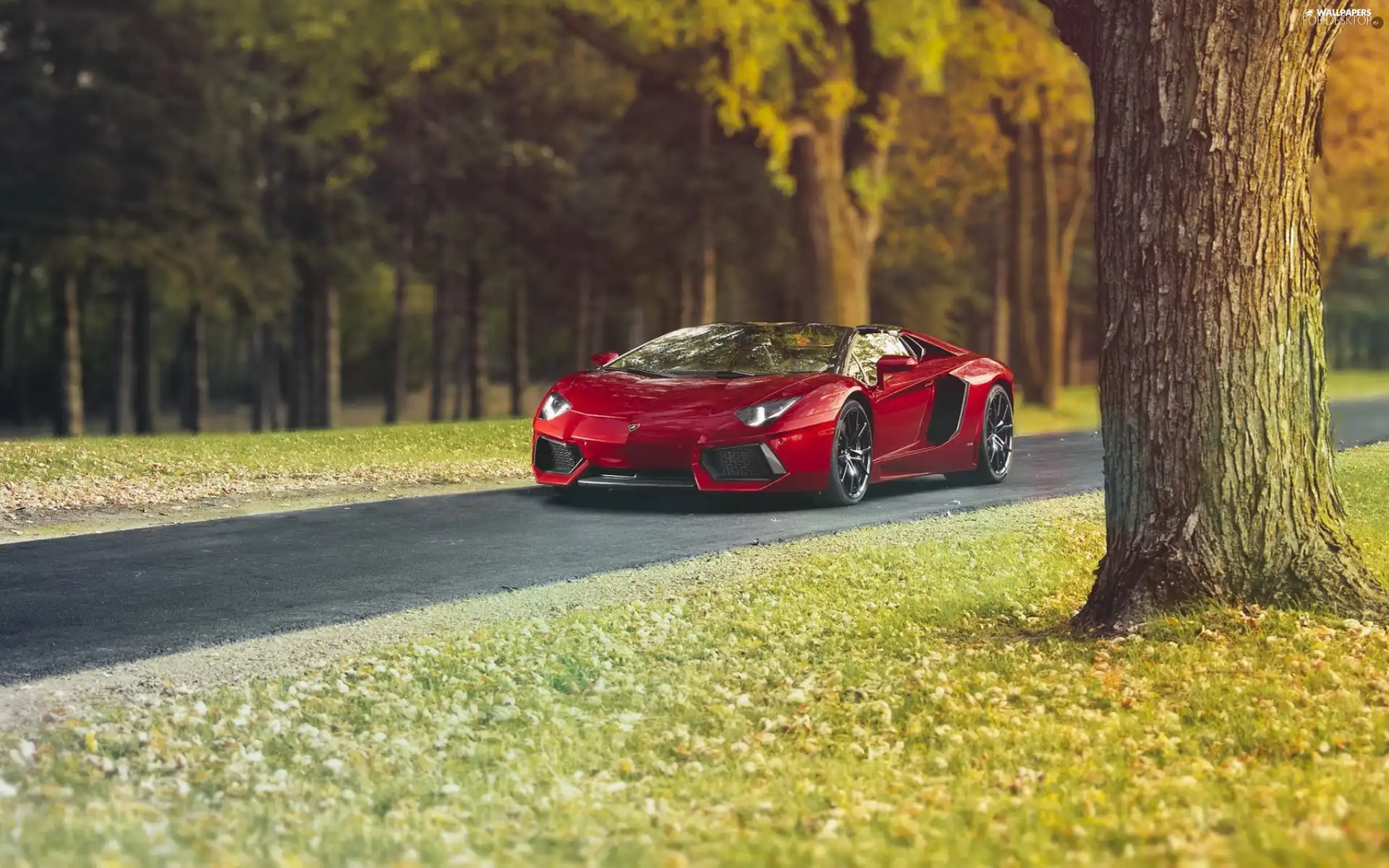 Red, Aventador, Way, Lamborghini