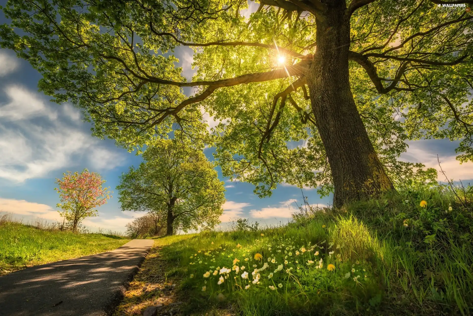Way, trees, rays of the Sun, Spring, Flowers, viewes