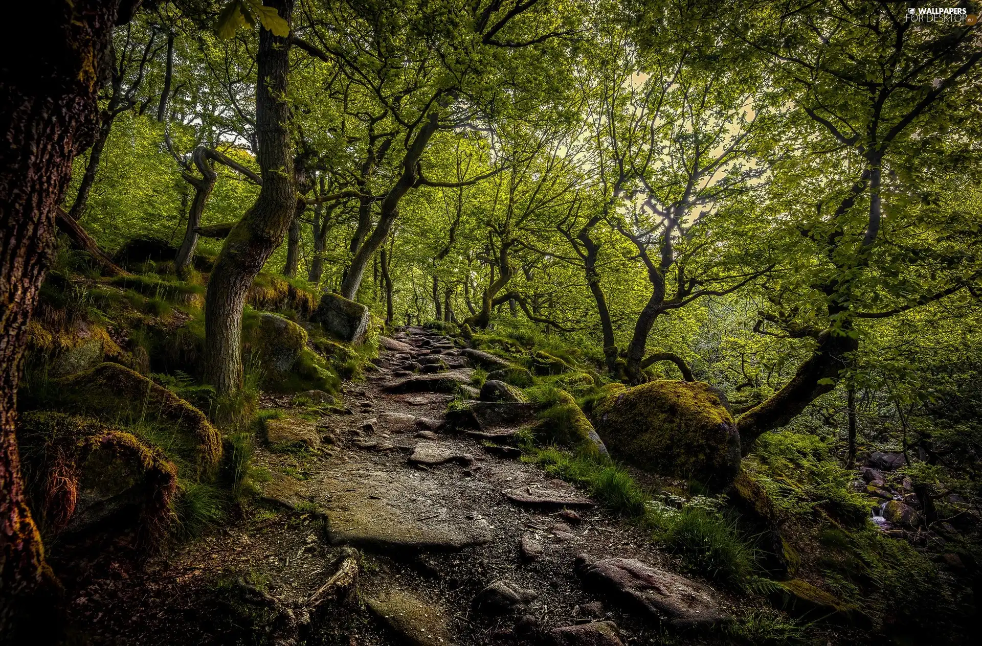 forest, trees, Stones, Way, mossy, viewes