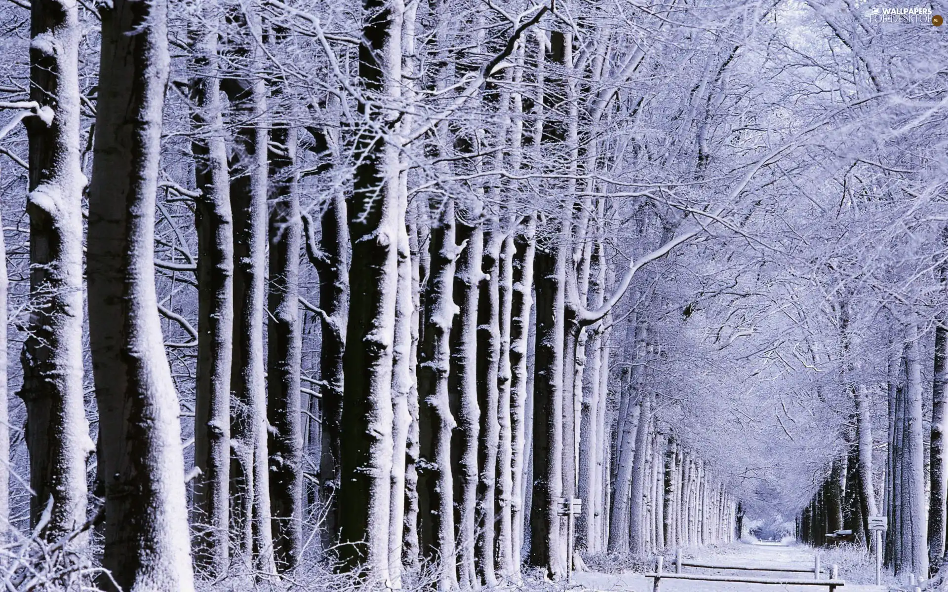 Way, winter, trees, viewes, forest