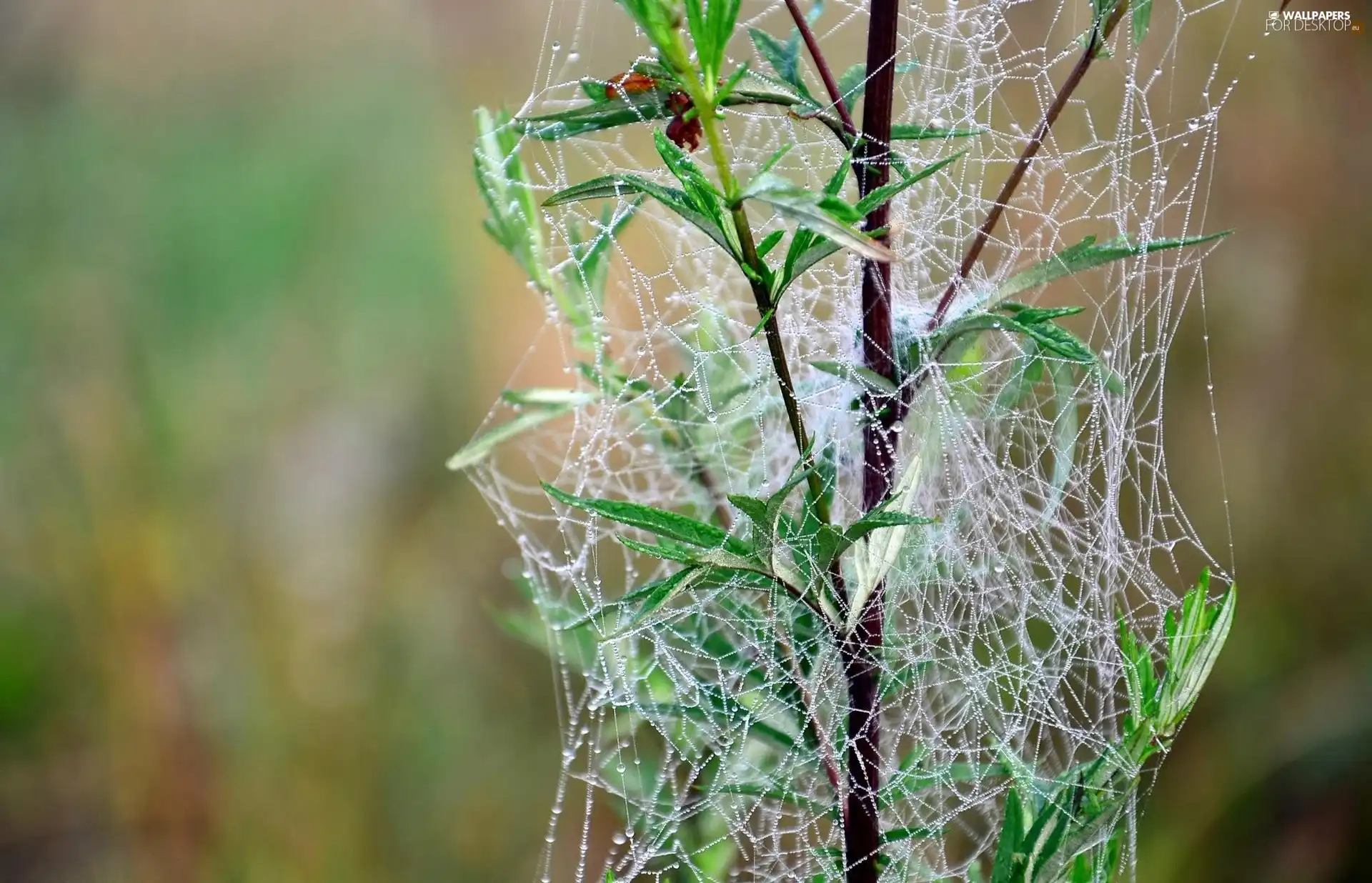 plant, Web