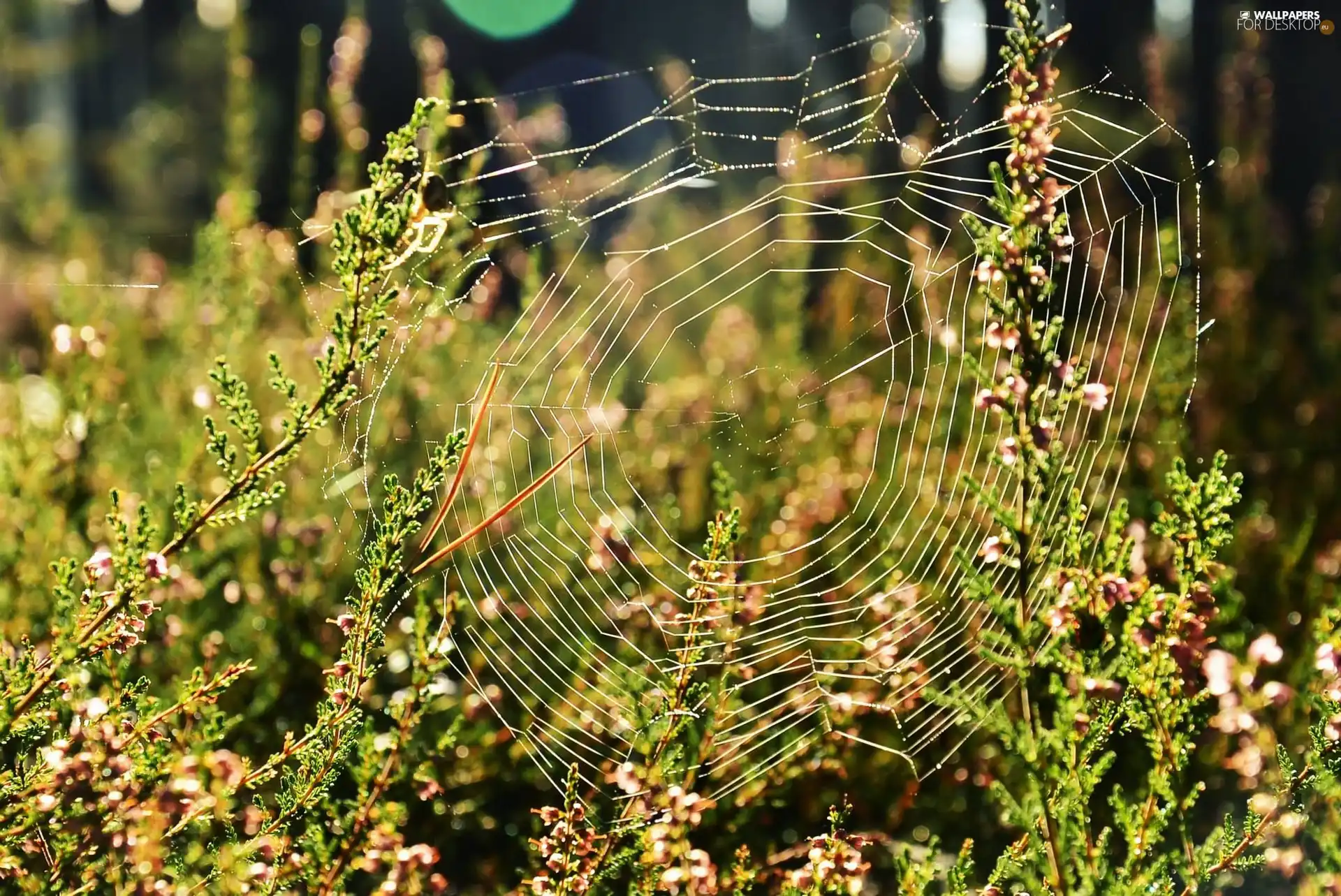 Plants, Web