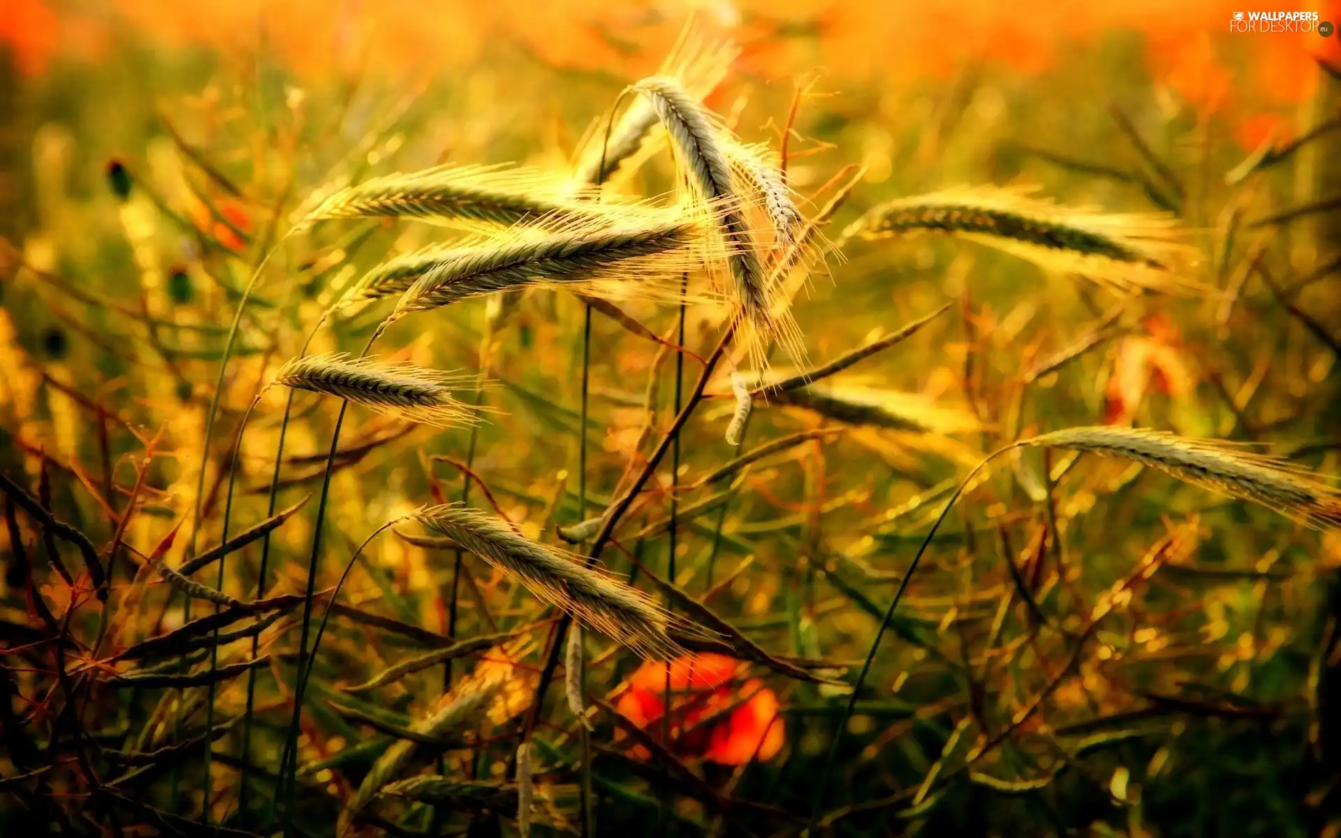 Ears, red weed