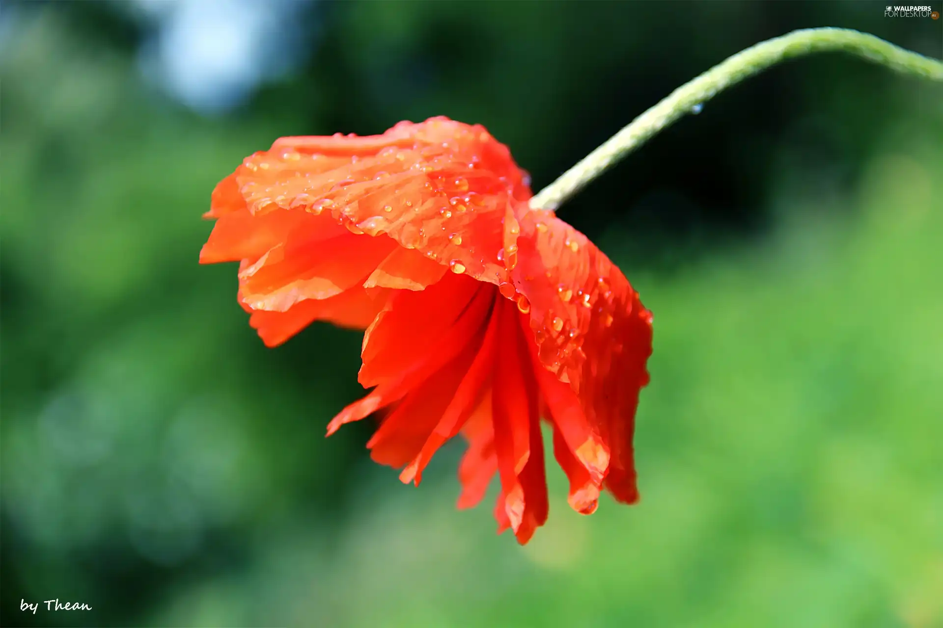 Red, red weed