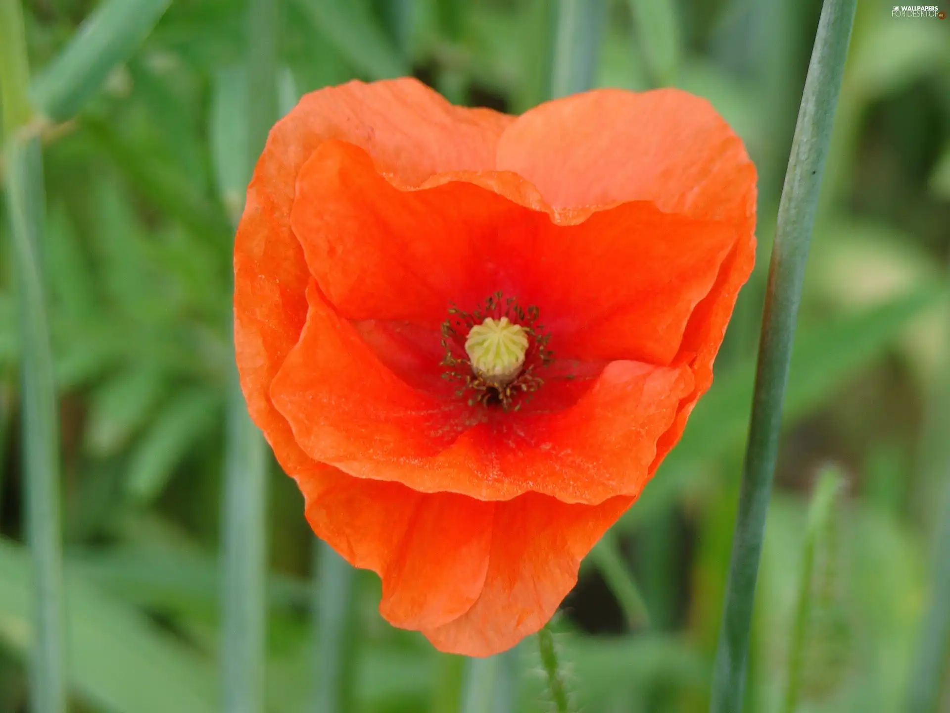 Red, red weed