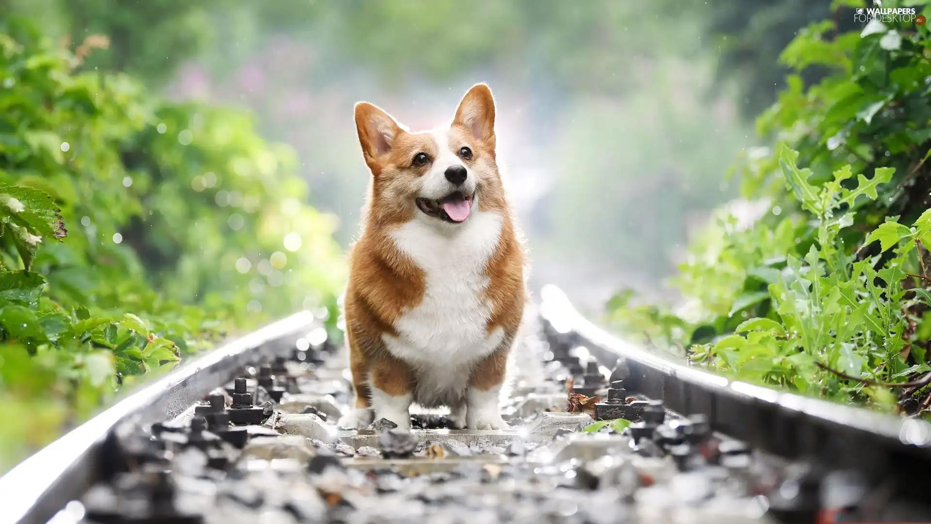 dog, ##, Leaf, Welsh corgi pembroke