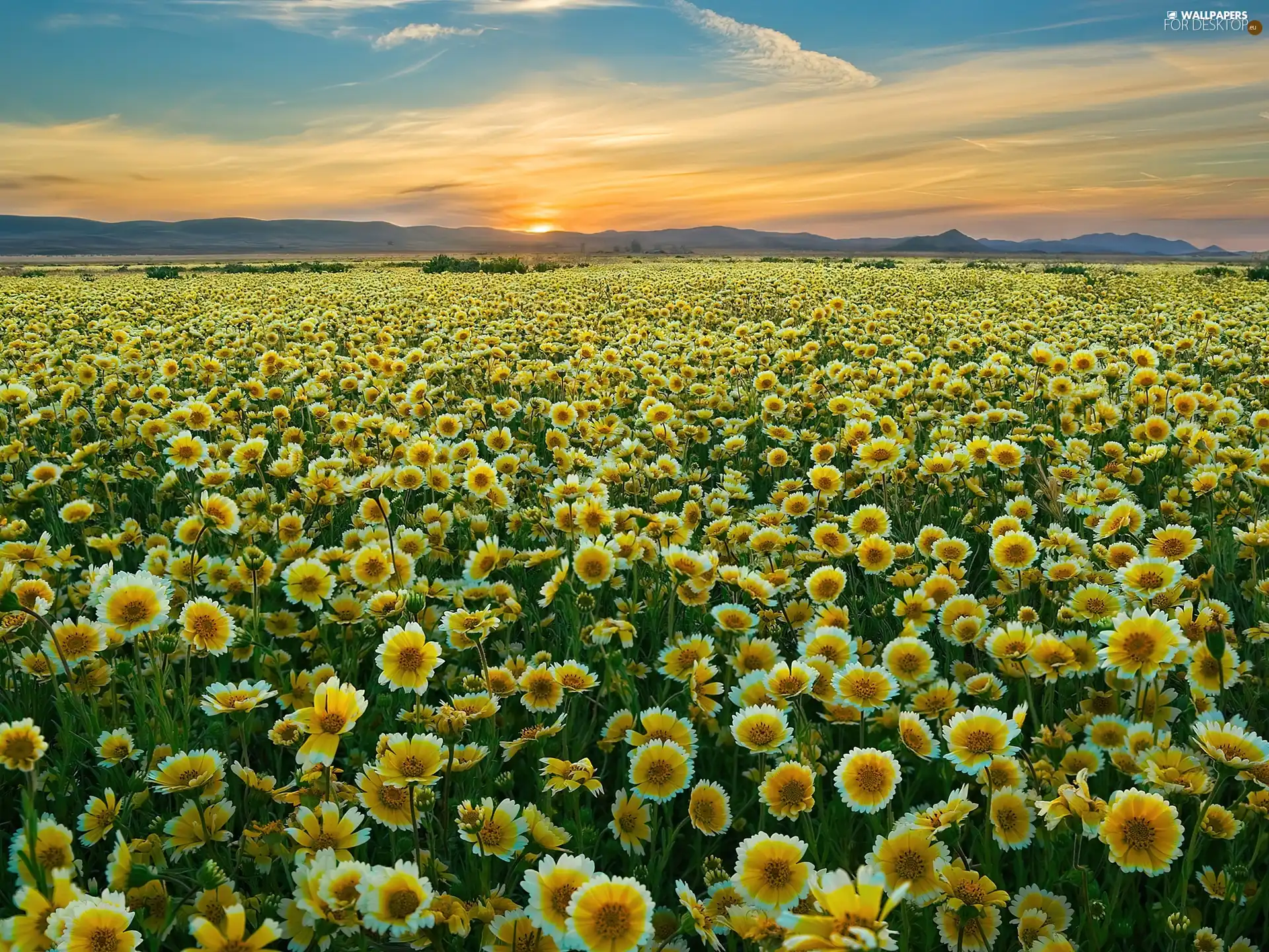 sun, Carrizo Plain National Monument, Flowers, west, Wildflowers
