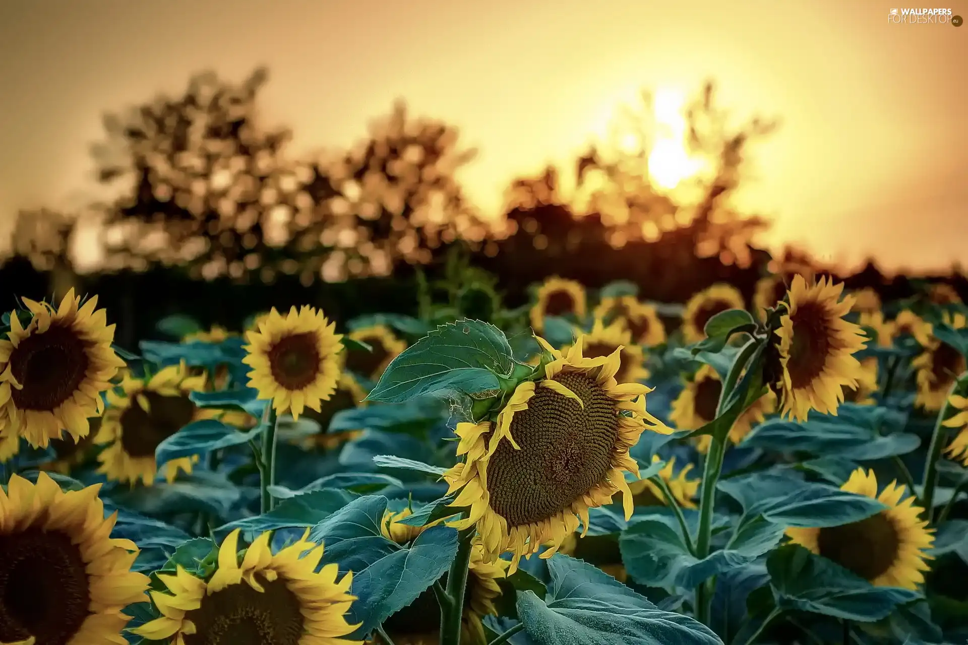 sun, Nice sunflowers, west