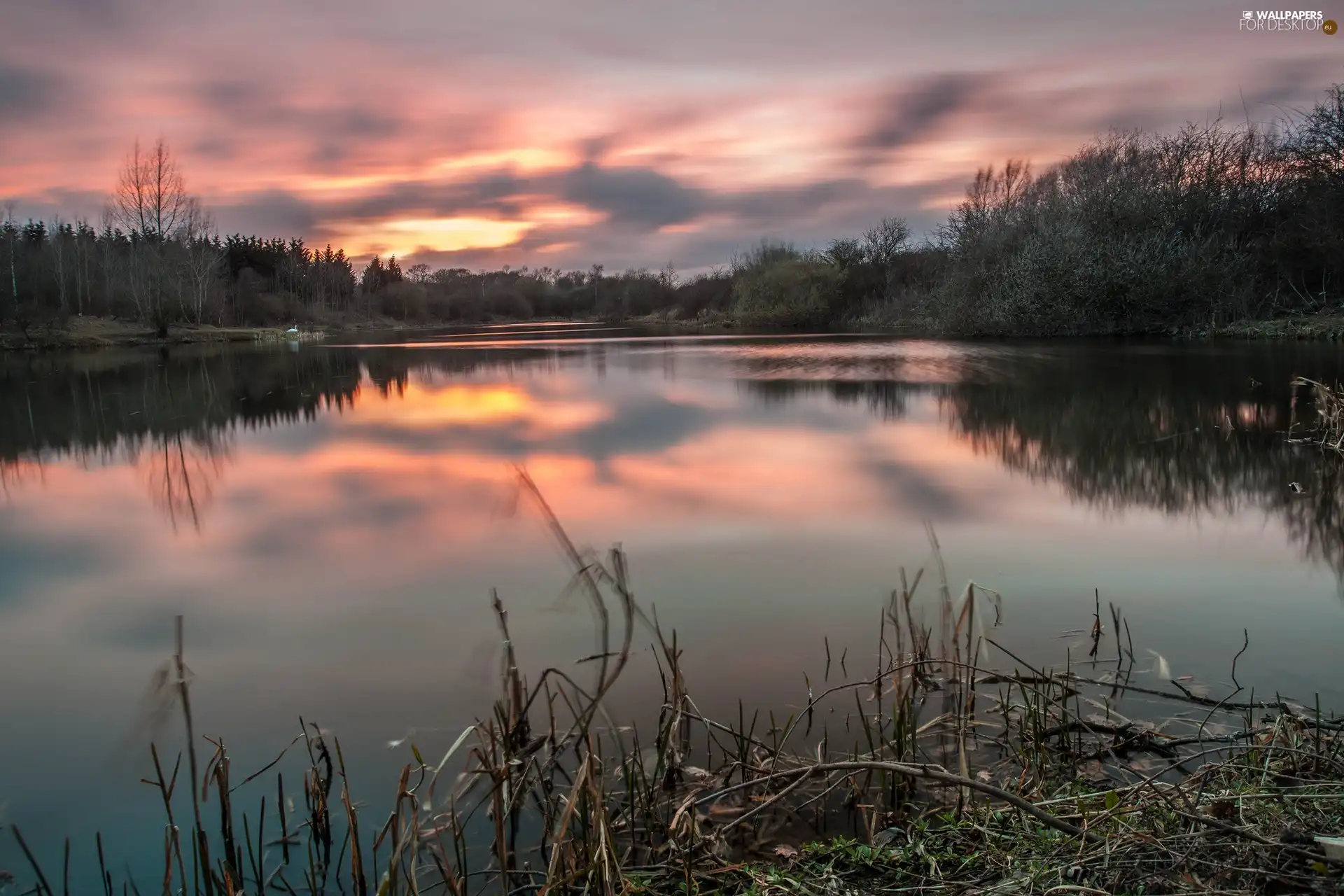 viewes, lake, west, sun, grass, trees