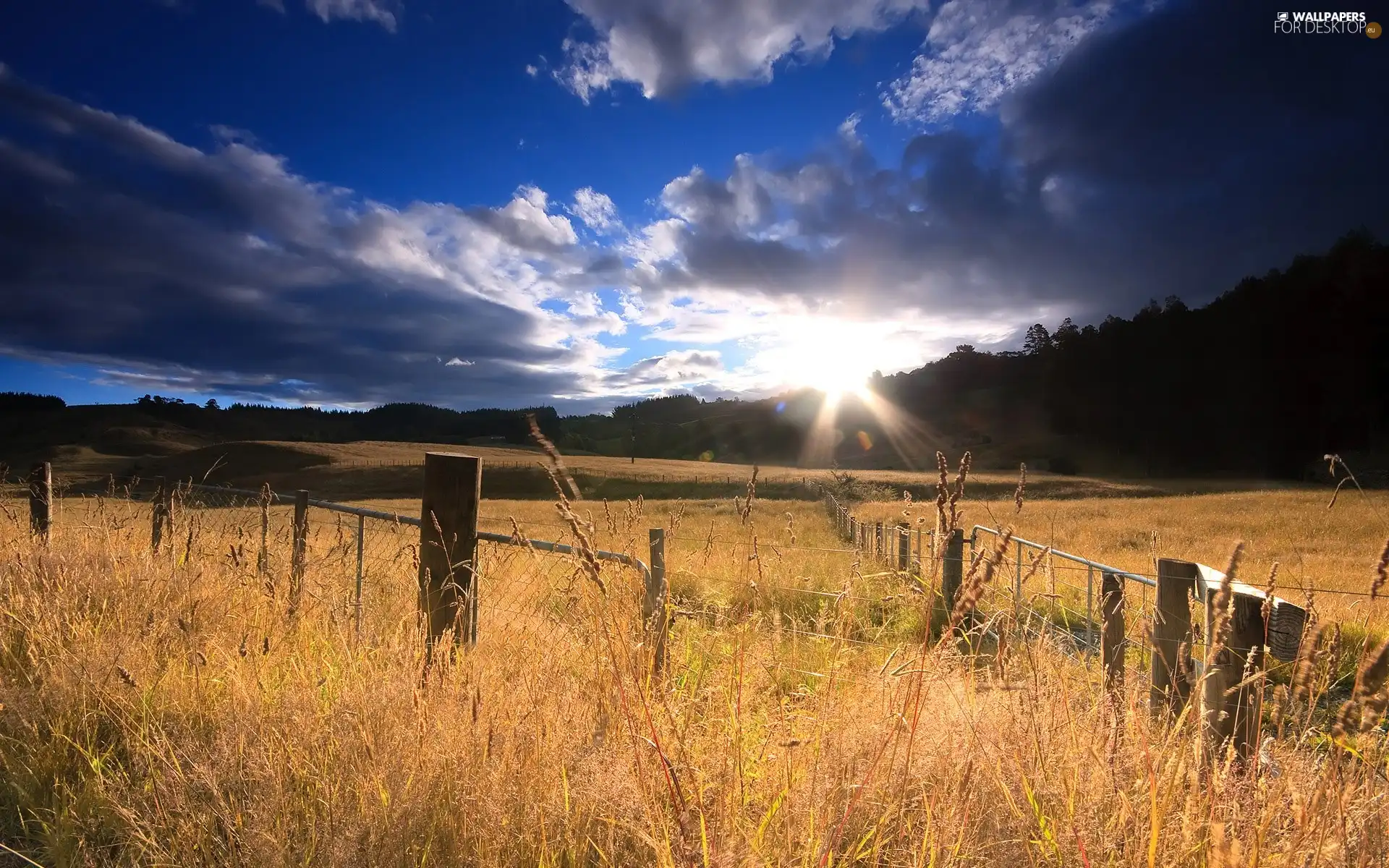 west, sun, woods, grass, medows