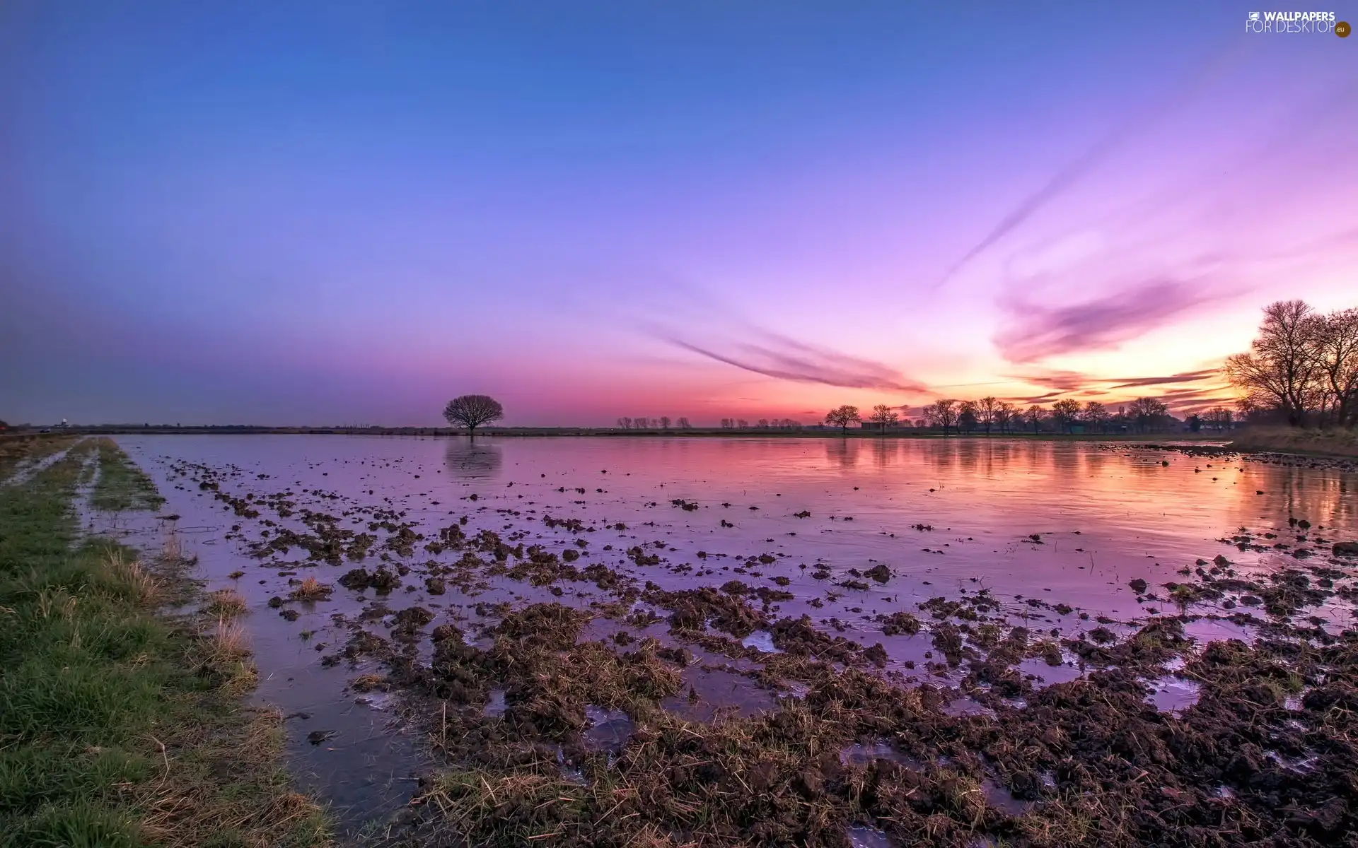 west, sun, trees, viewes, swamp