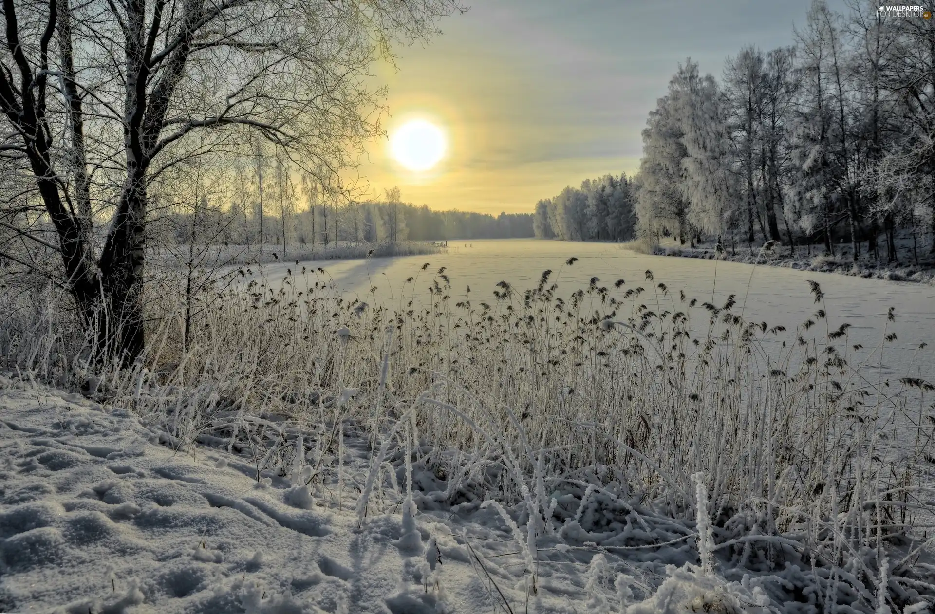 viewes, grass, sun, trees, River, west, winter