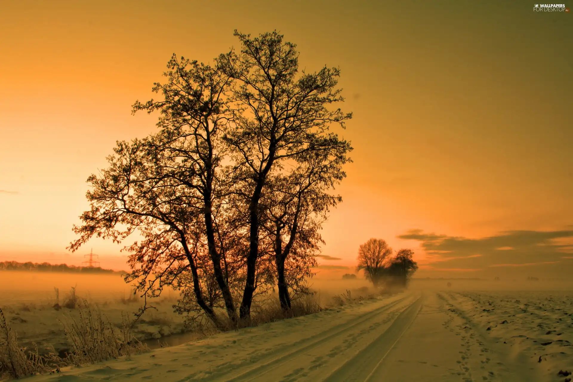 viewes, field, sun, trees, Way, west, winter