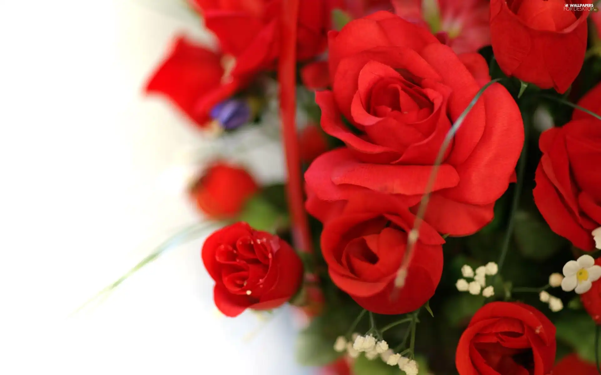 White, background, red, rouge, bouquet