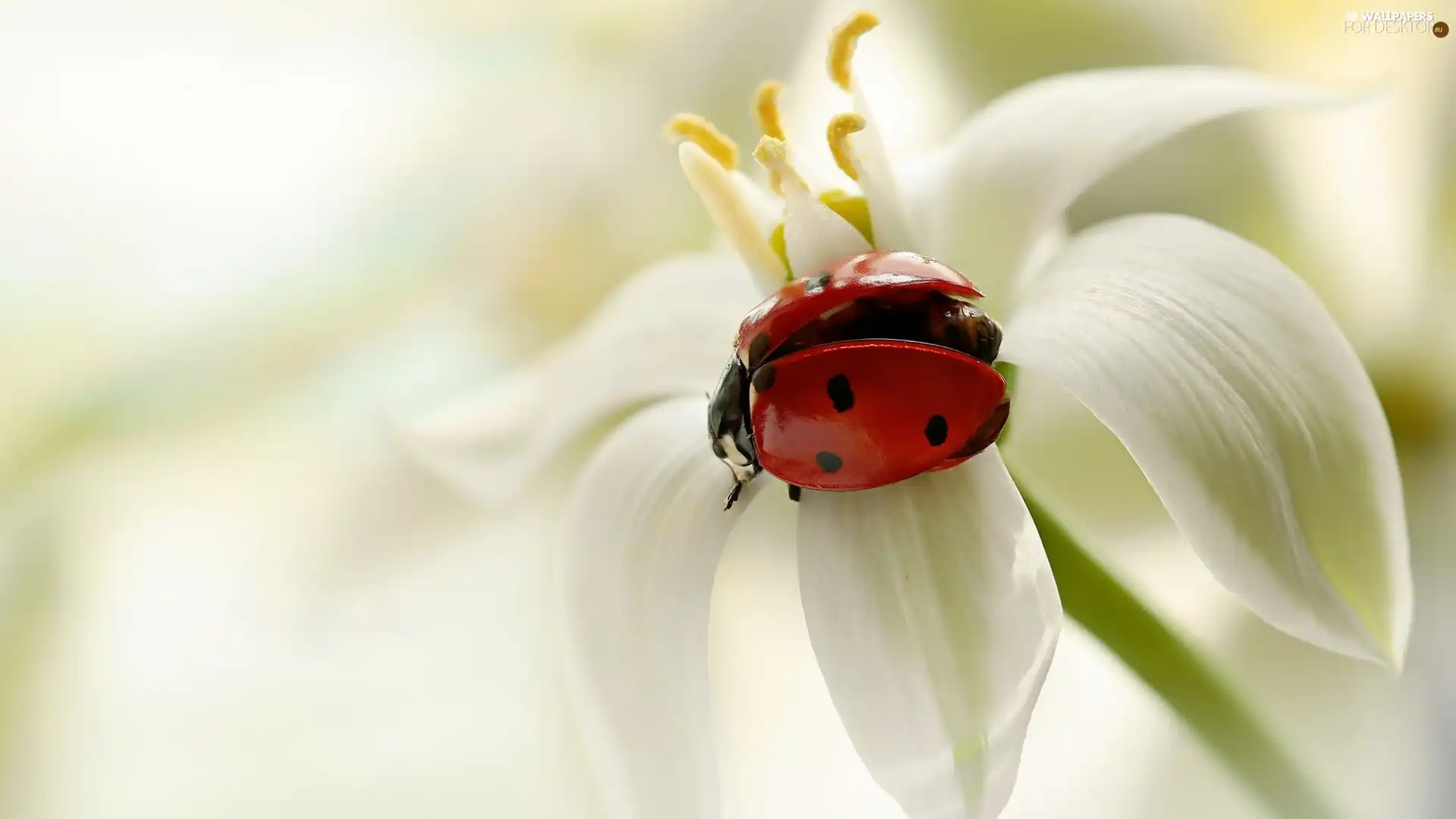 ladybird, White, Close, Colourfull Flowers