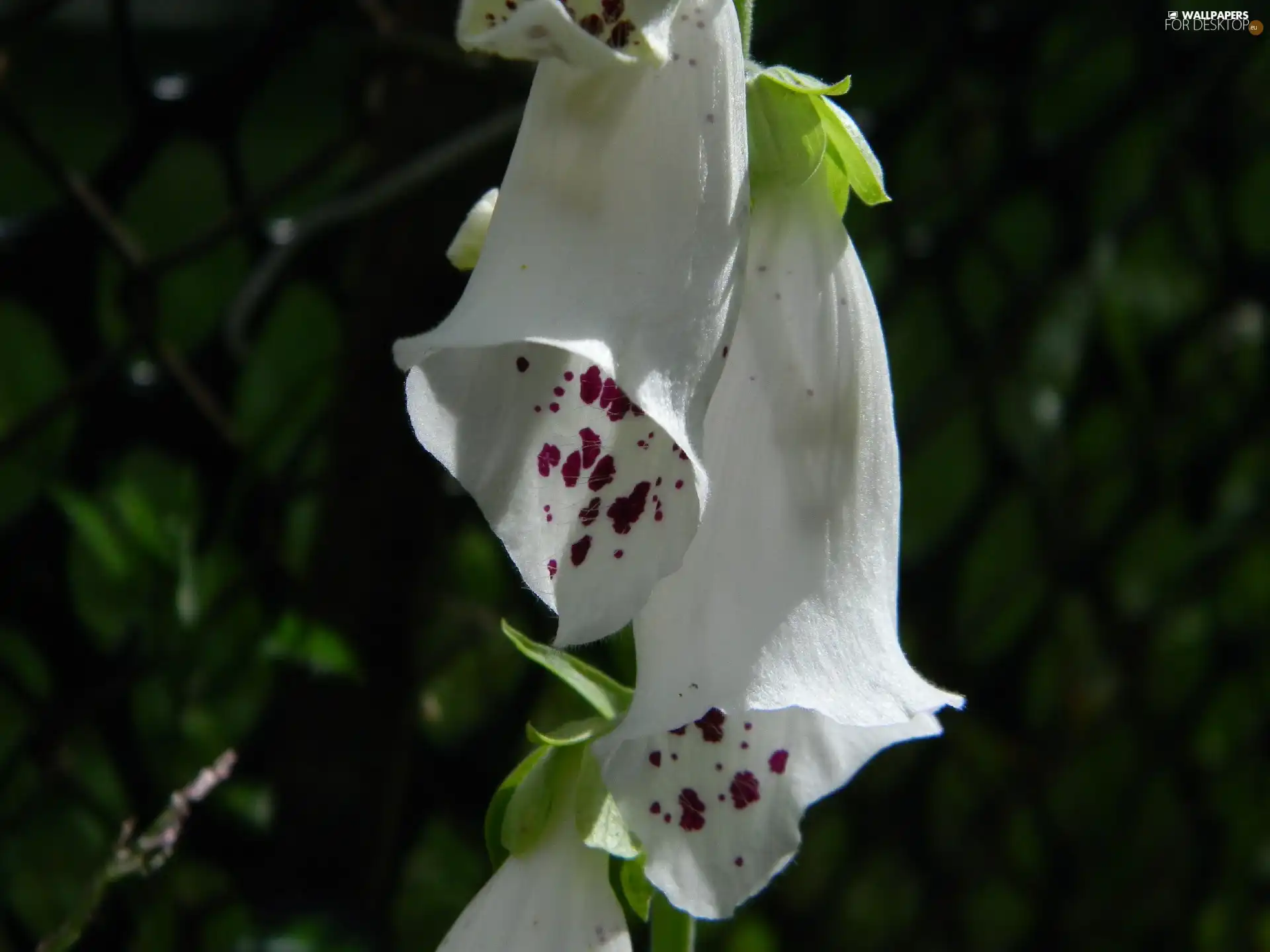 white, Flowers, digitalis