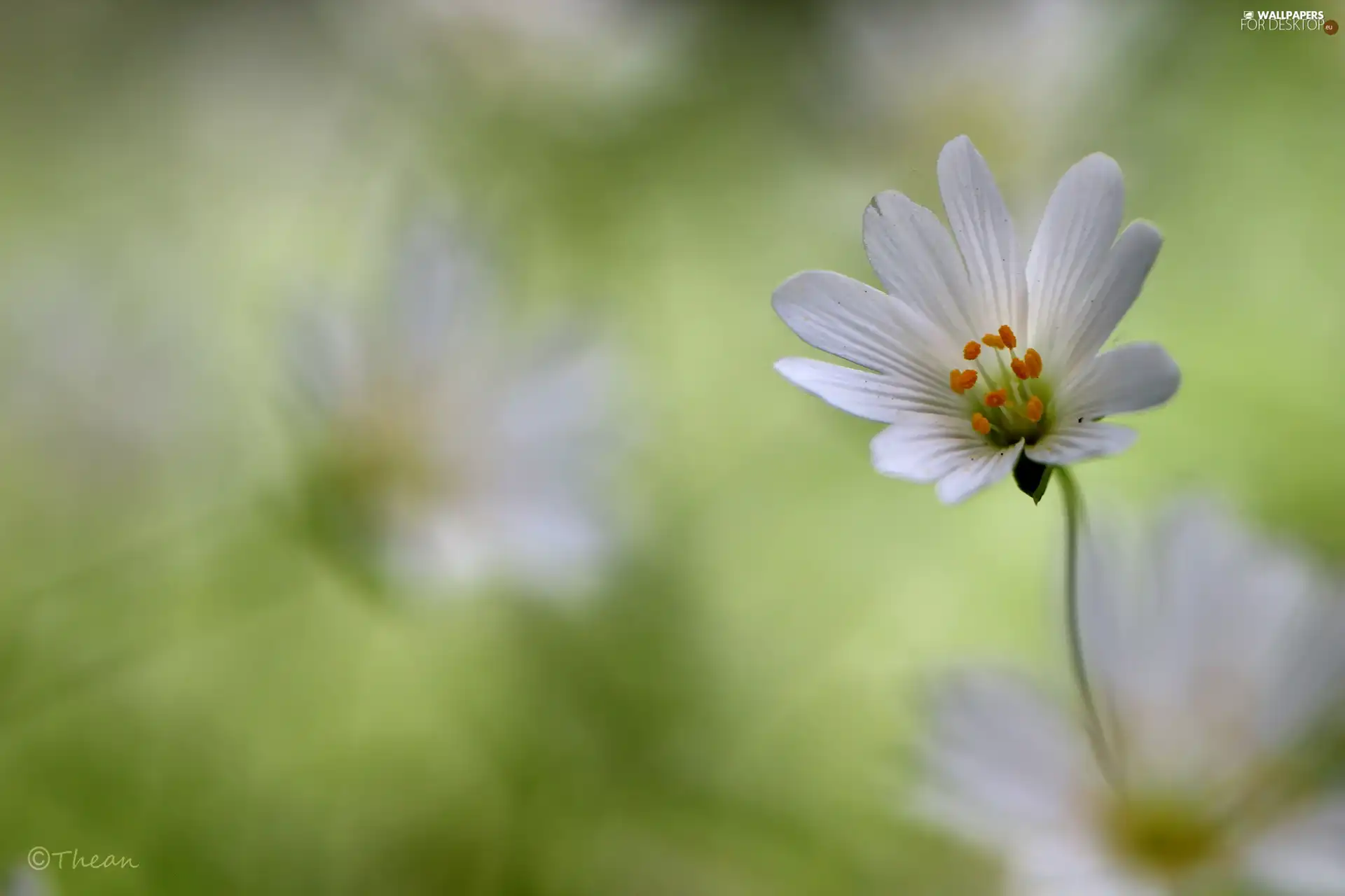 Colourfull Flowers, Cerastium, White