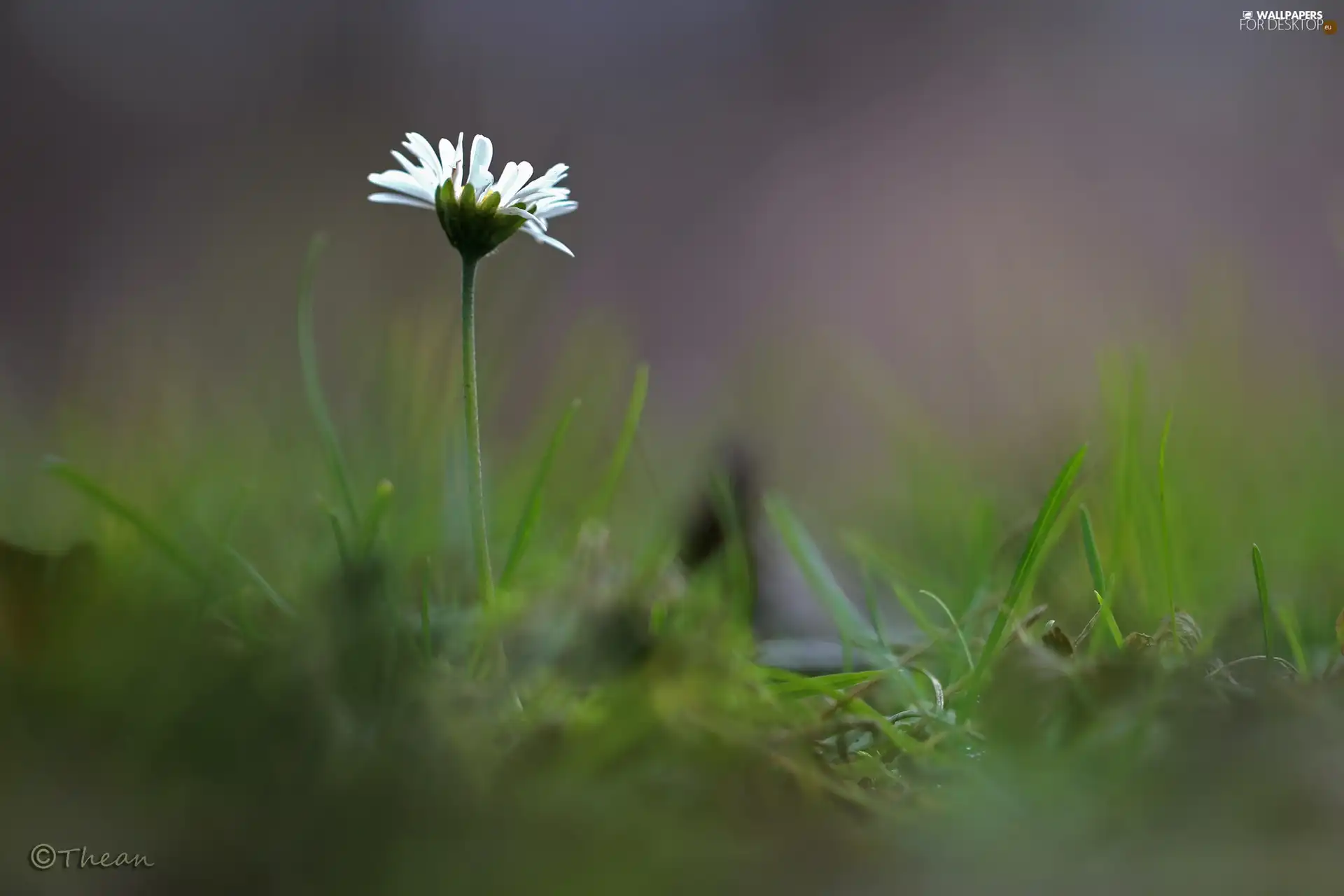 Colourfull Flowers, daisy, White