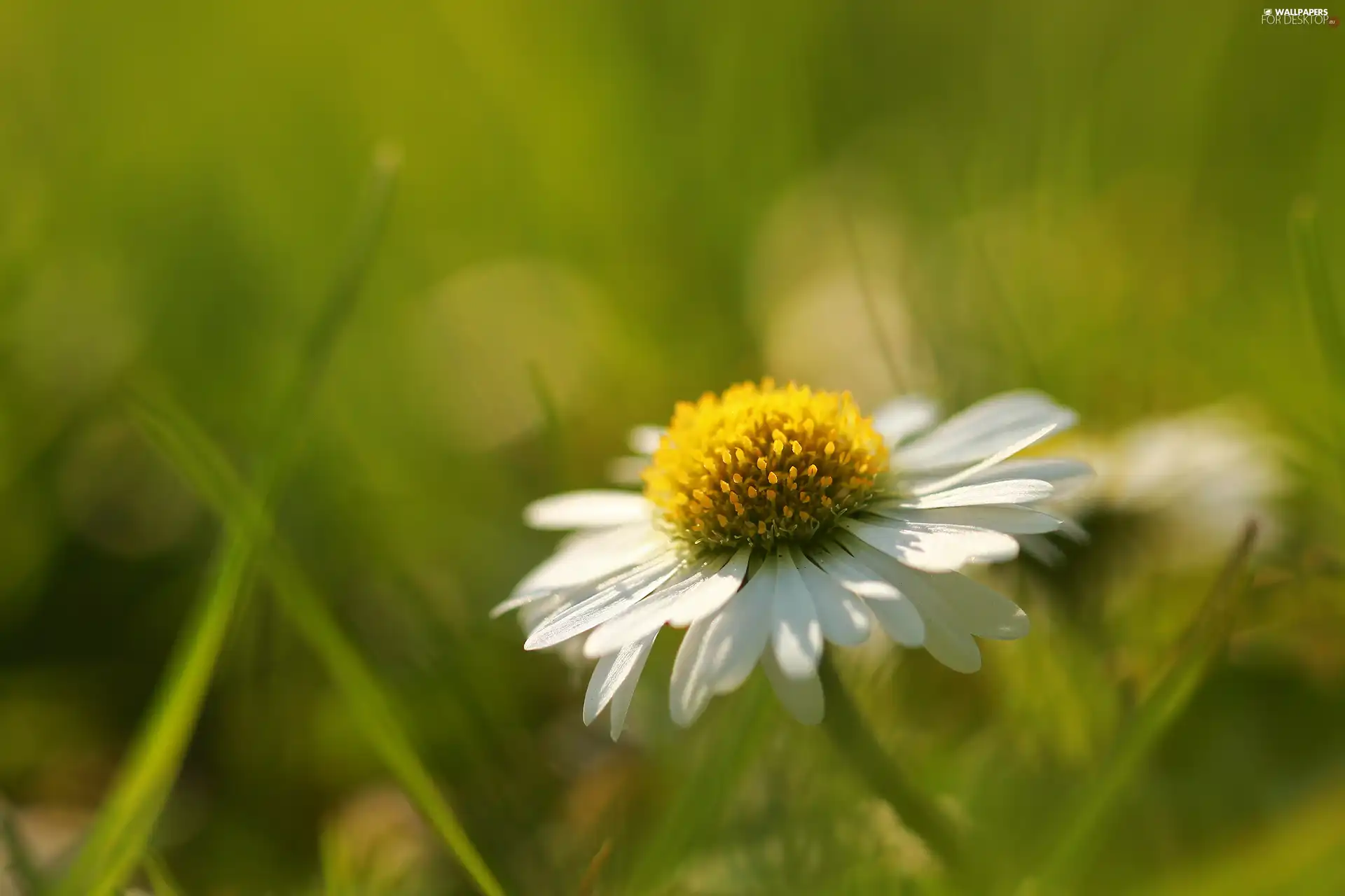 Colourfull Flowers, daisy, White