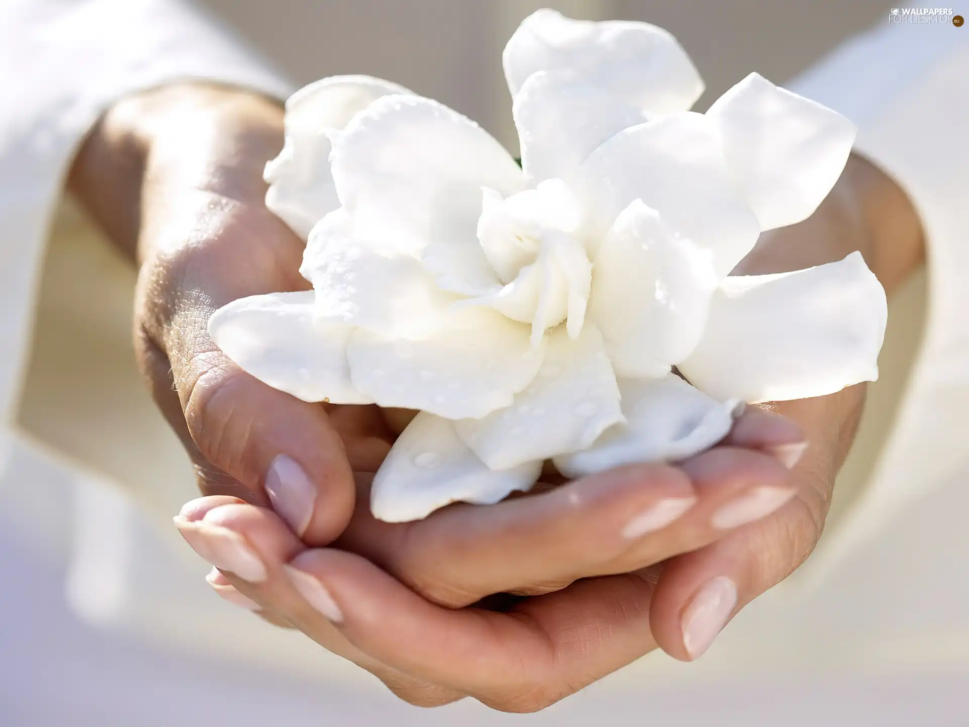 Colourfull Flowers, hands, White