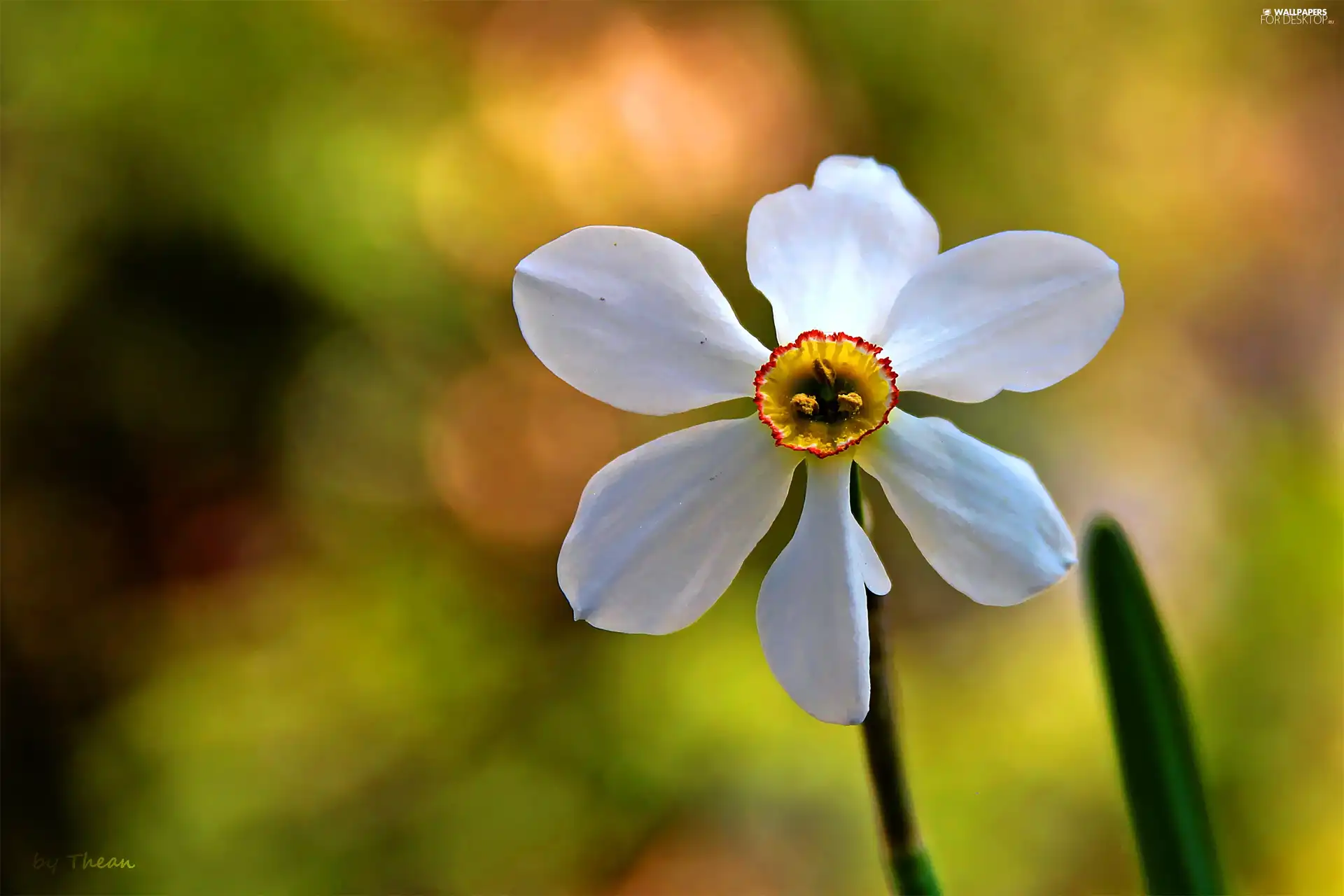 Colourfull Flowers, narcissus, White