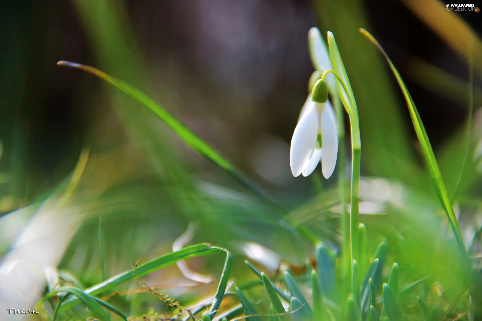 Colourfull Flowers, Snowdrop, White