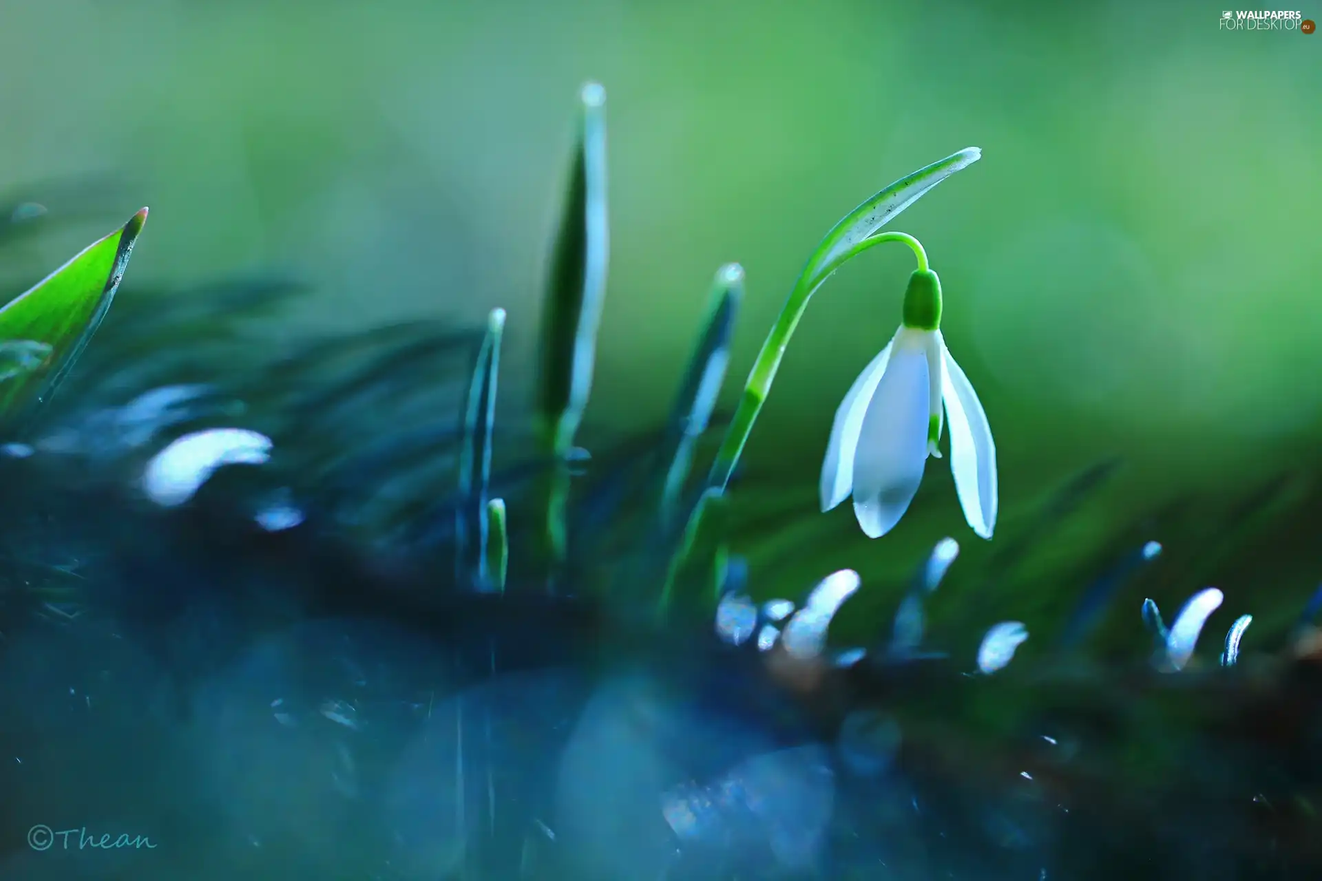 Colourfull Flowers, Snowdrop, White