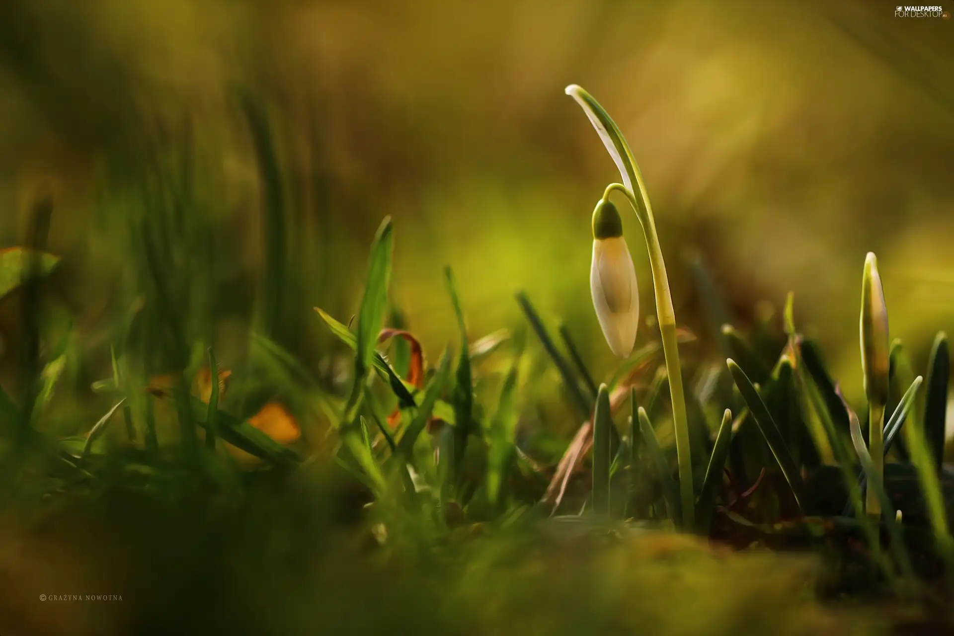 Colourfull Flowers, Snowdrop, White