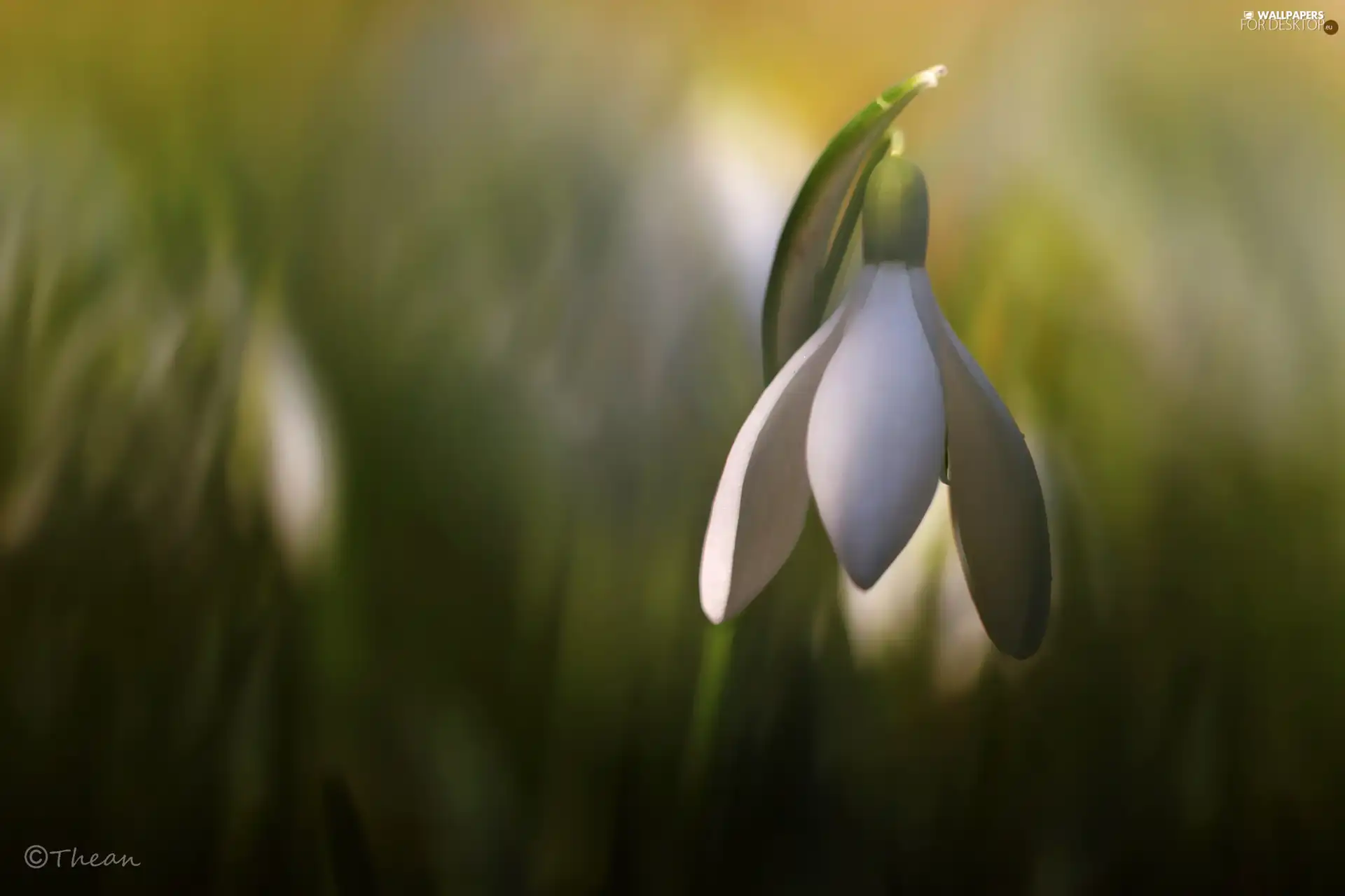 Colourfull Flowers, Snowdrop, White