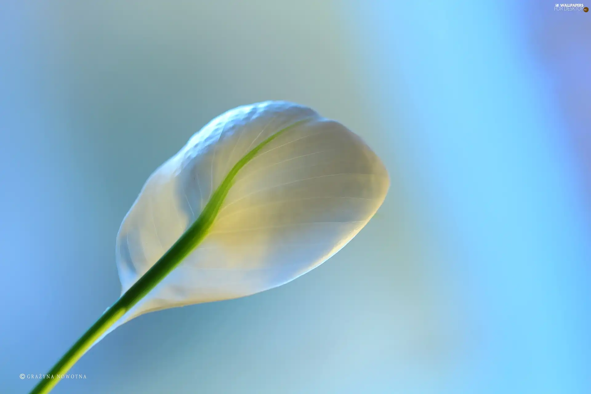 Colourfull Flowers, Spathiphyllum, White