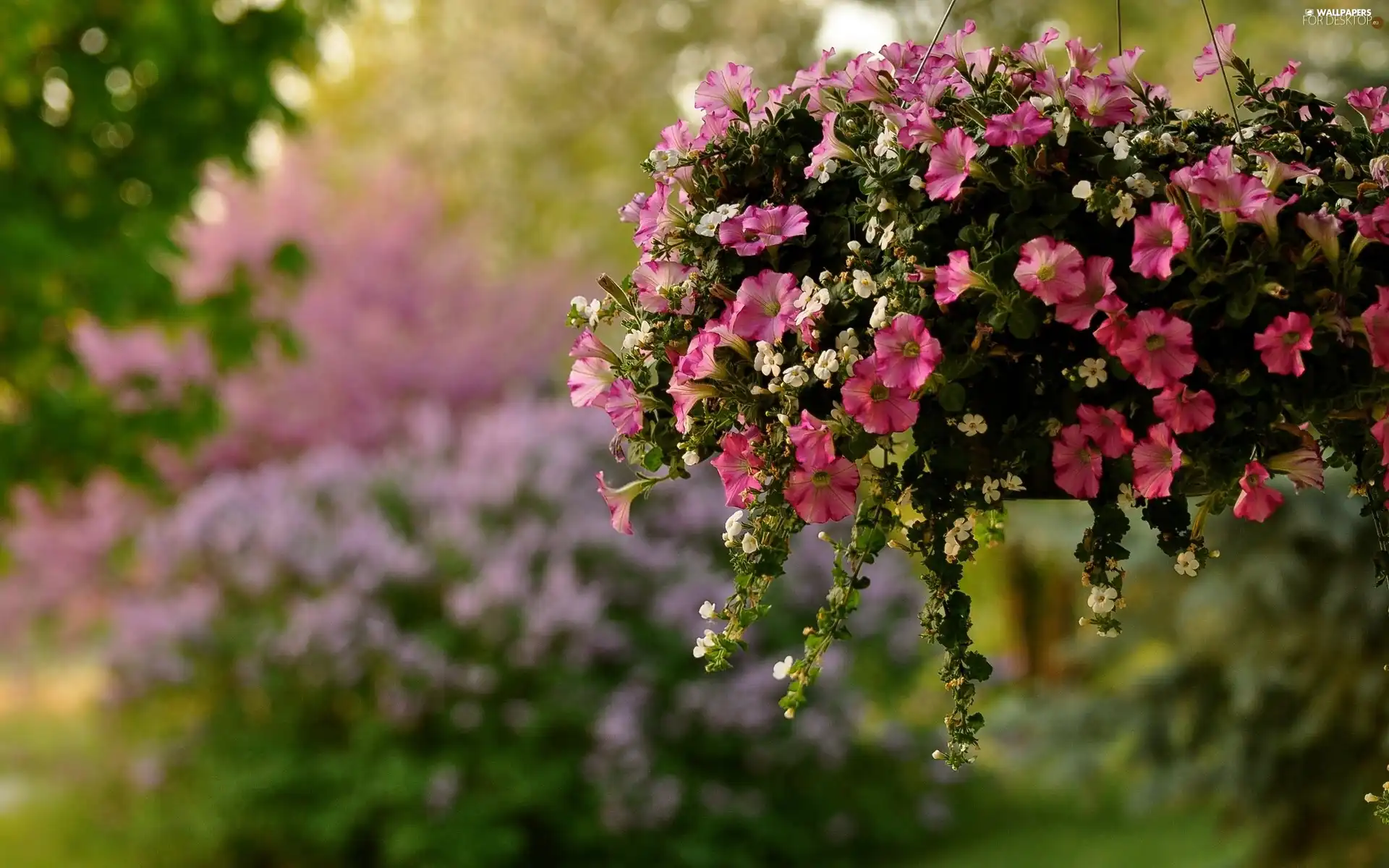 White, Flowers, Mini, Surfinie, decoration