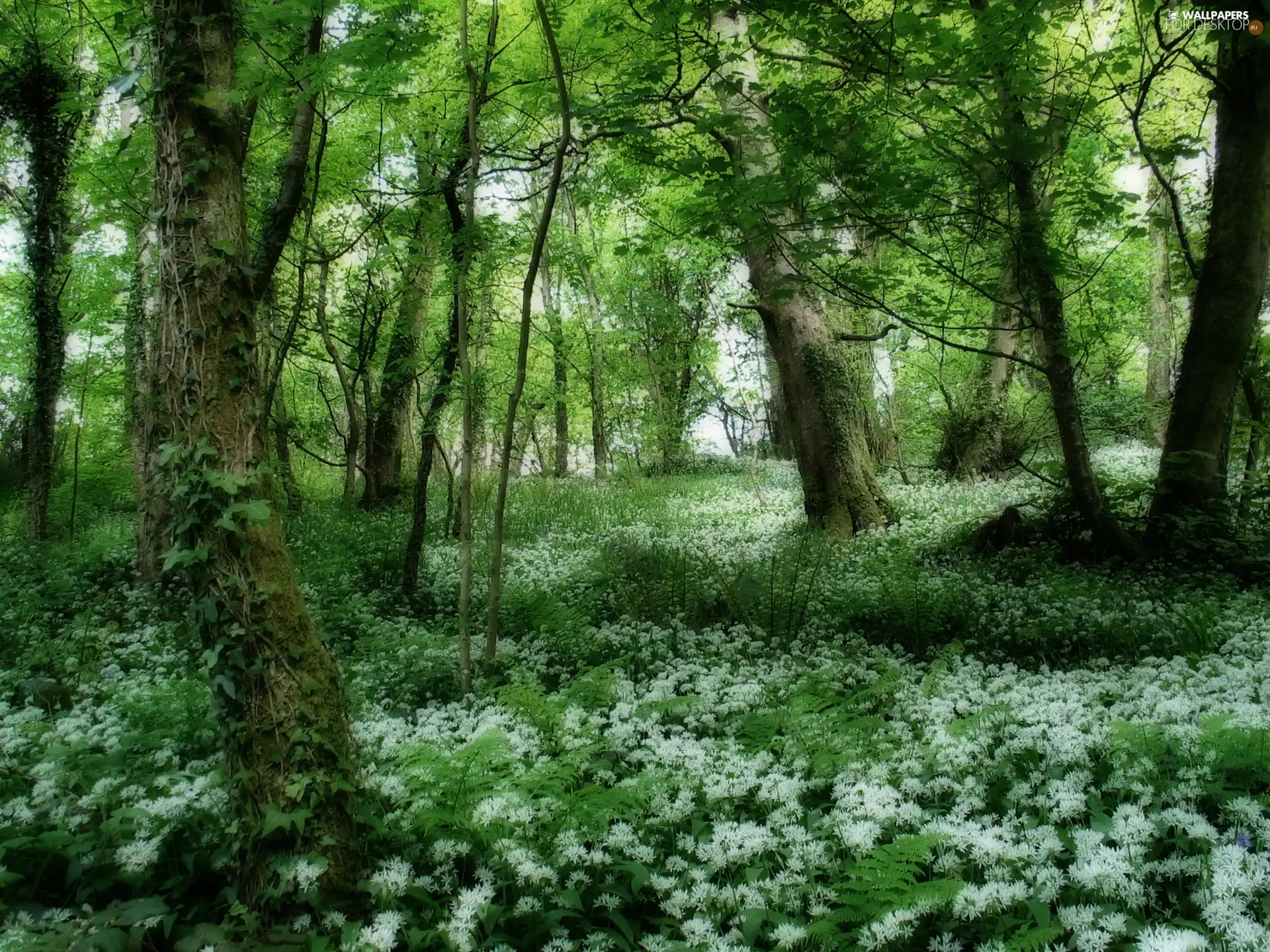 White, Flowers, trees, viewes, forest