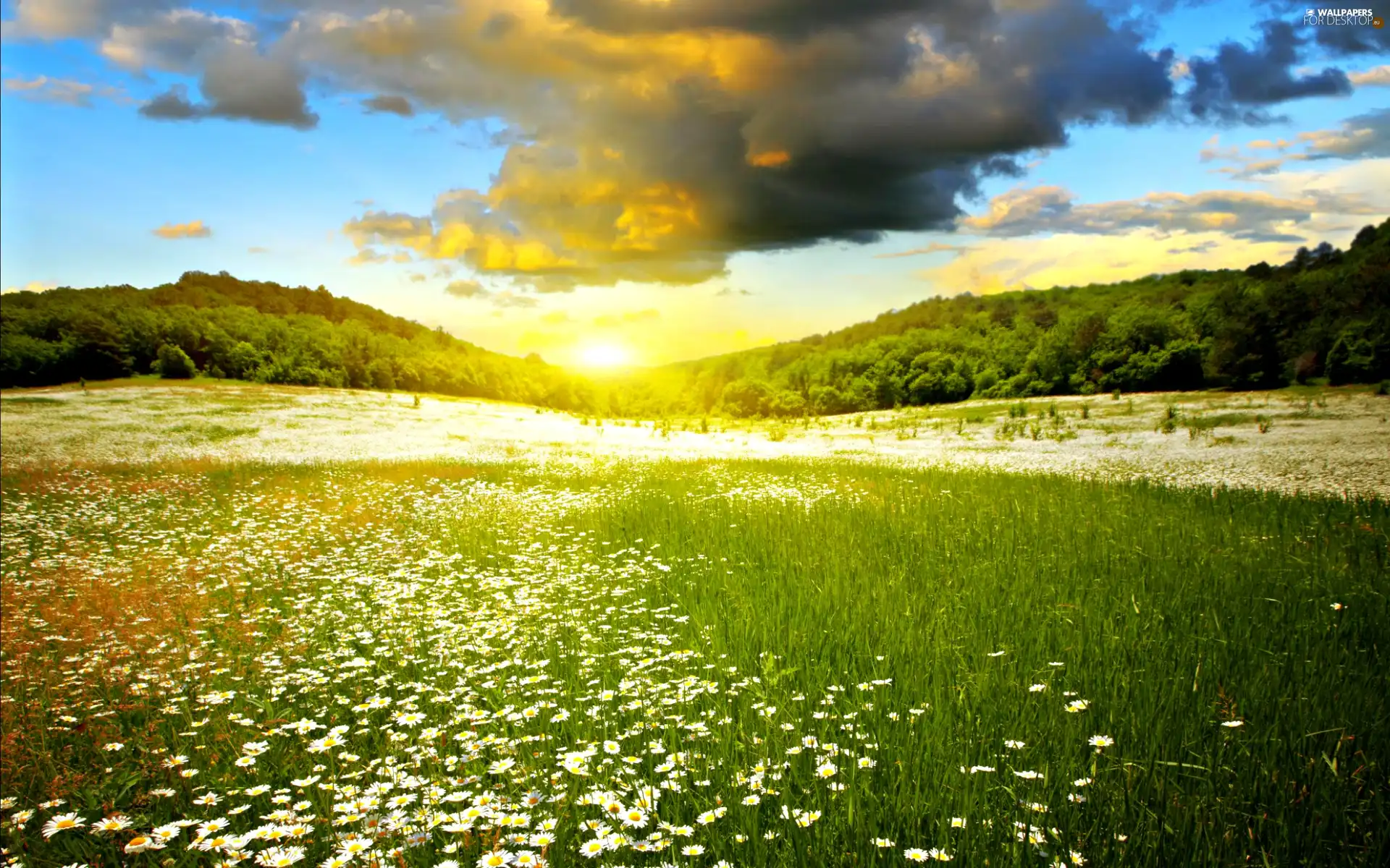 White, Flowers, sun, Meadow, west