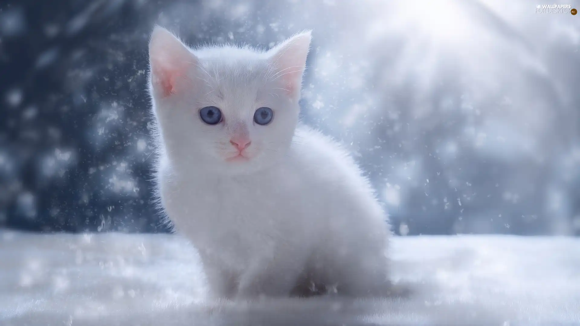 kitten, Blue Eyed, White - For desktop wallpapers: 2048x1152