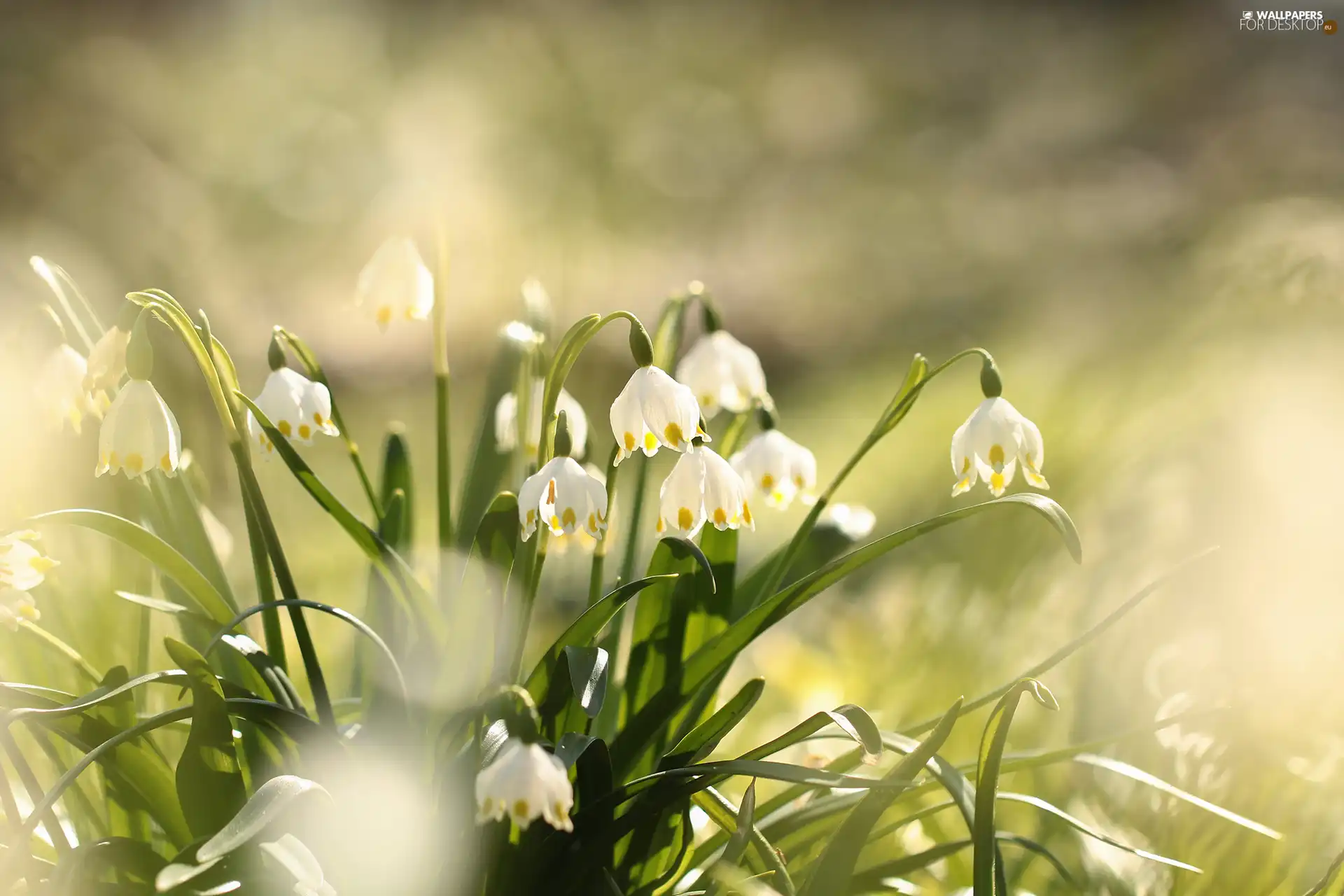 Leucojum, Flowers, cluster, White
